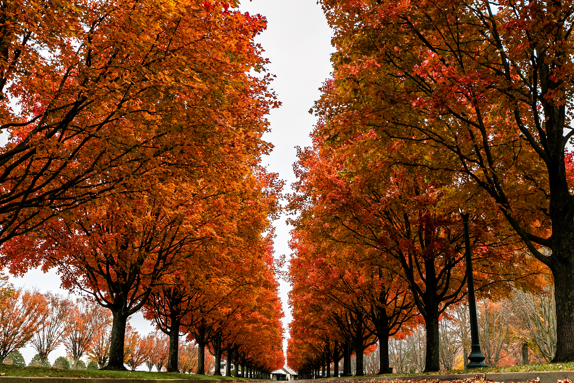 “Colorful Keeneland” by Casey Laughter