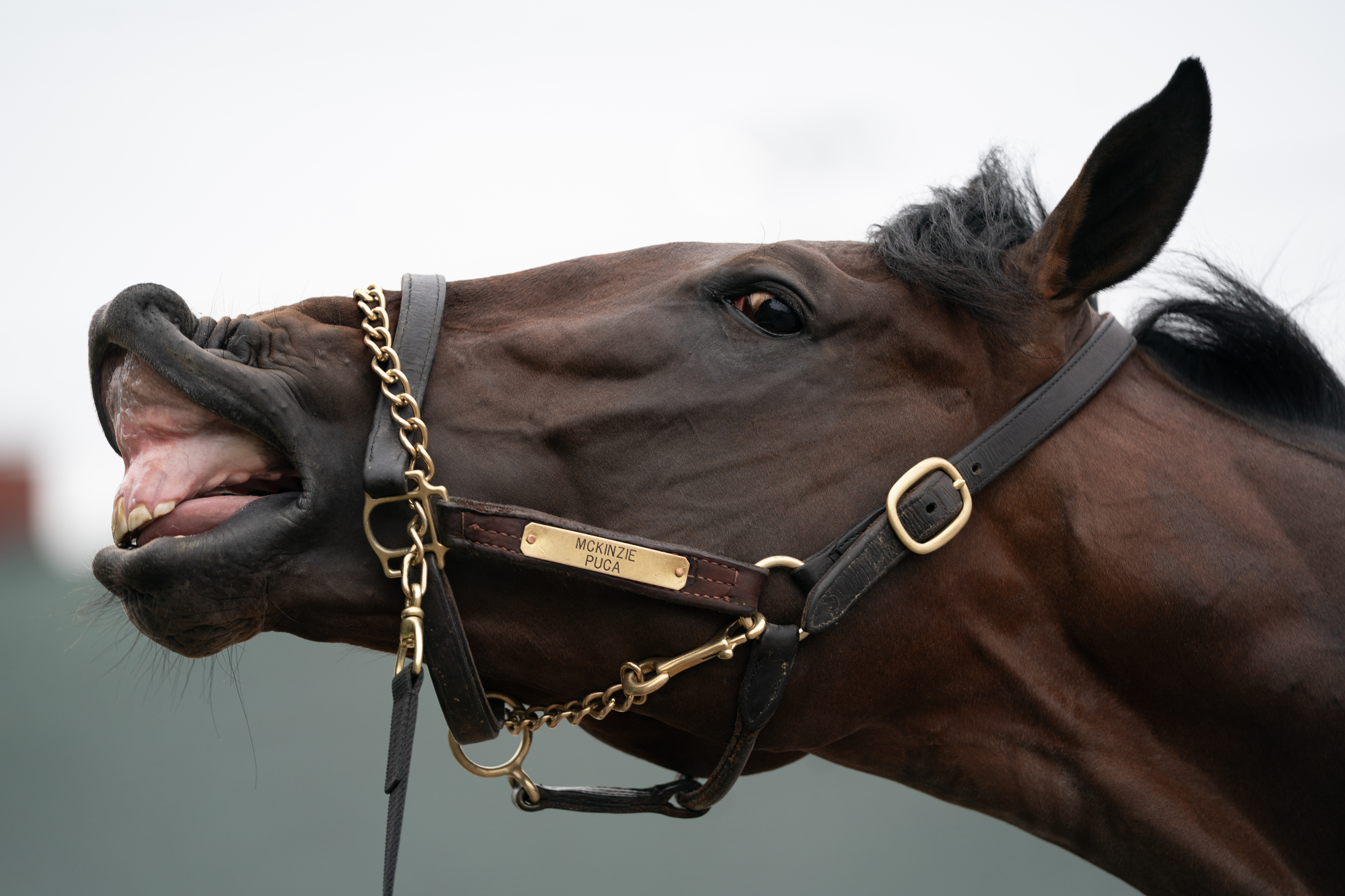 "Strength & Determination Ahead of the Kentucky Derby" by Marla Zanelli