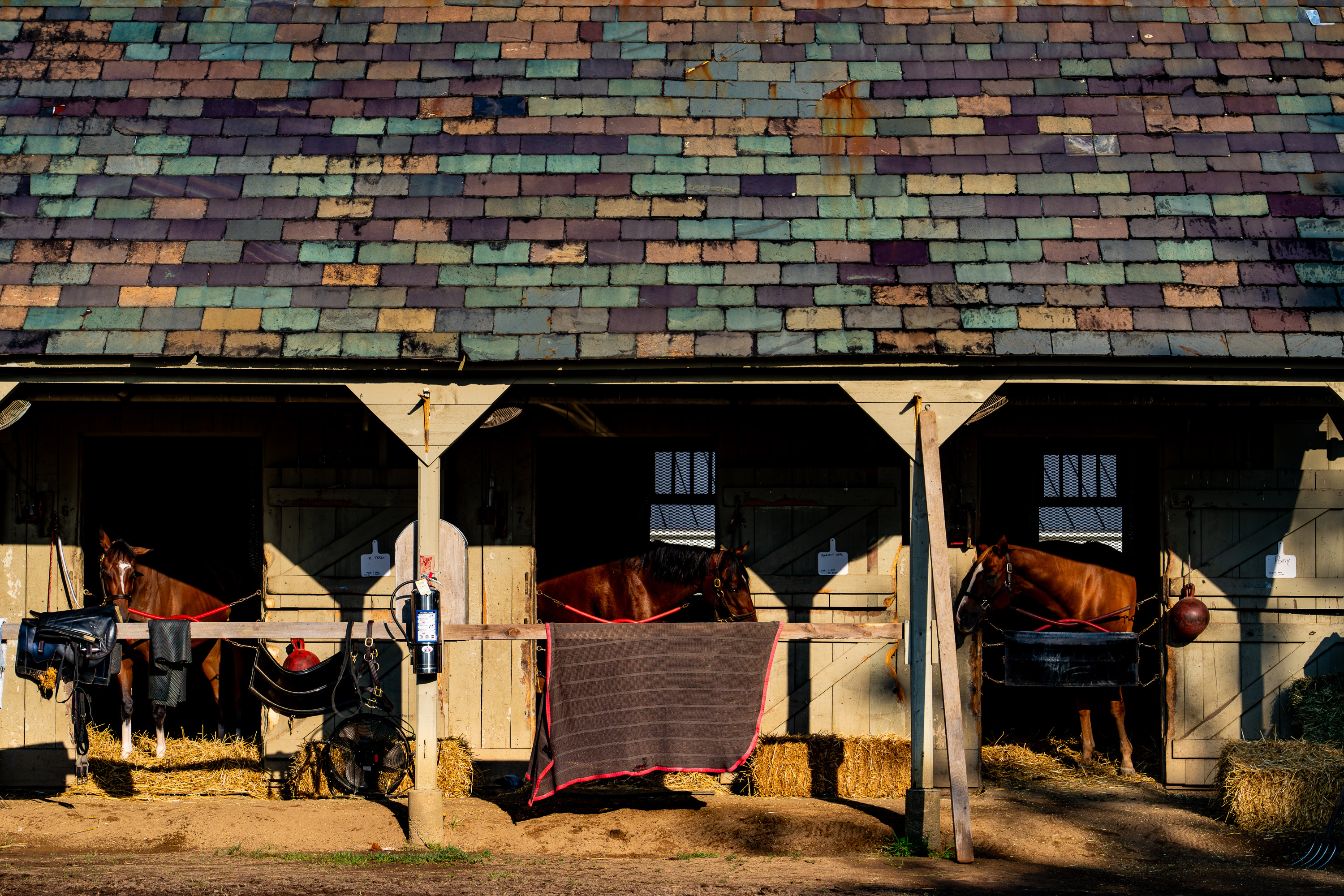 "Barn Friends" by Alexander Gonzalez