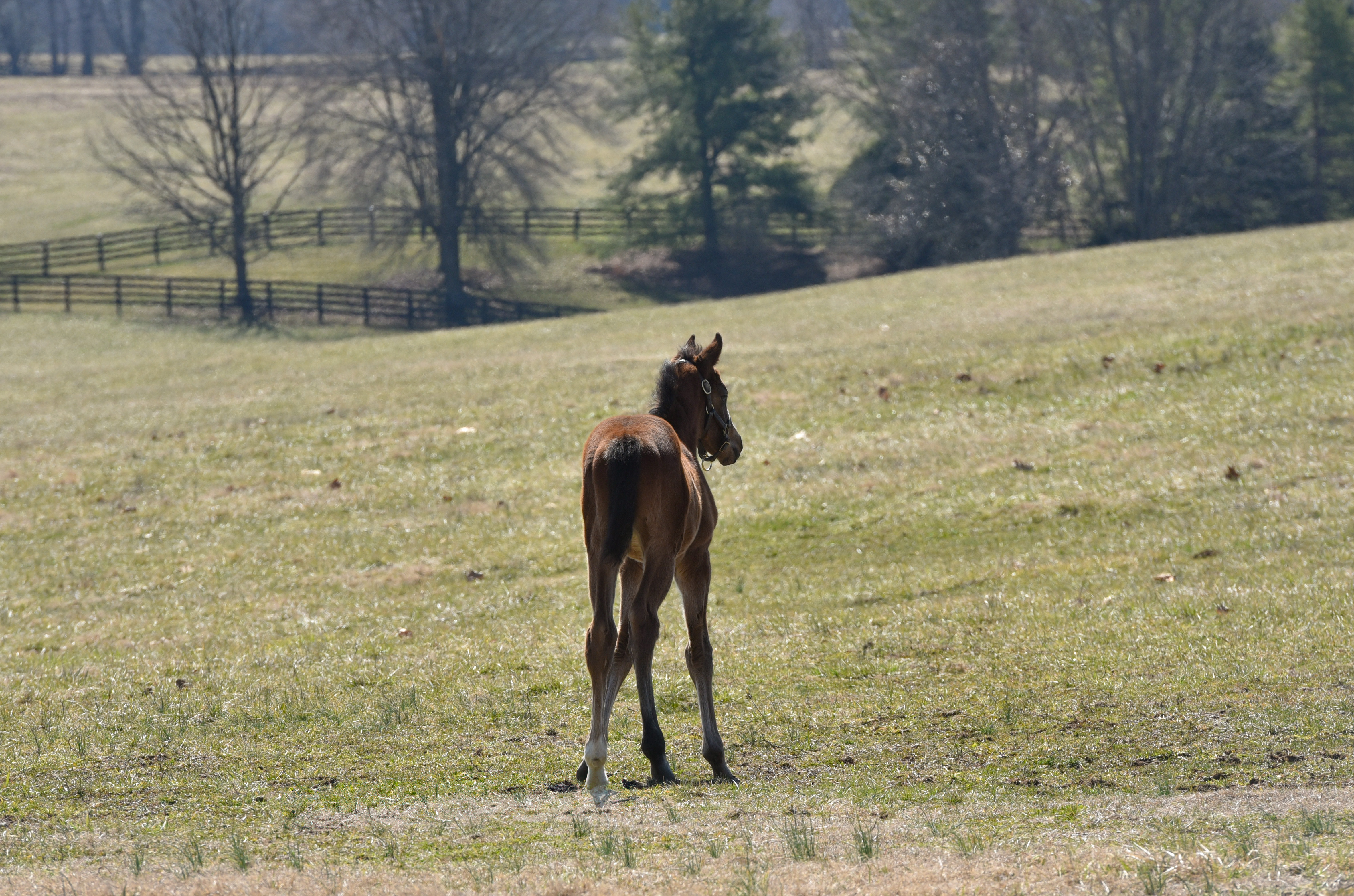 "Looking to the Future" by Elizabeth Alderson