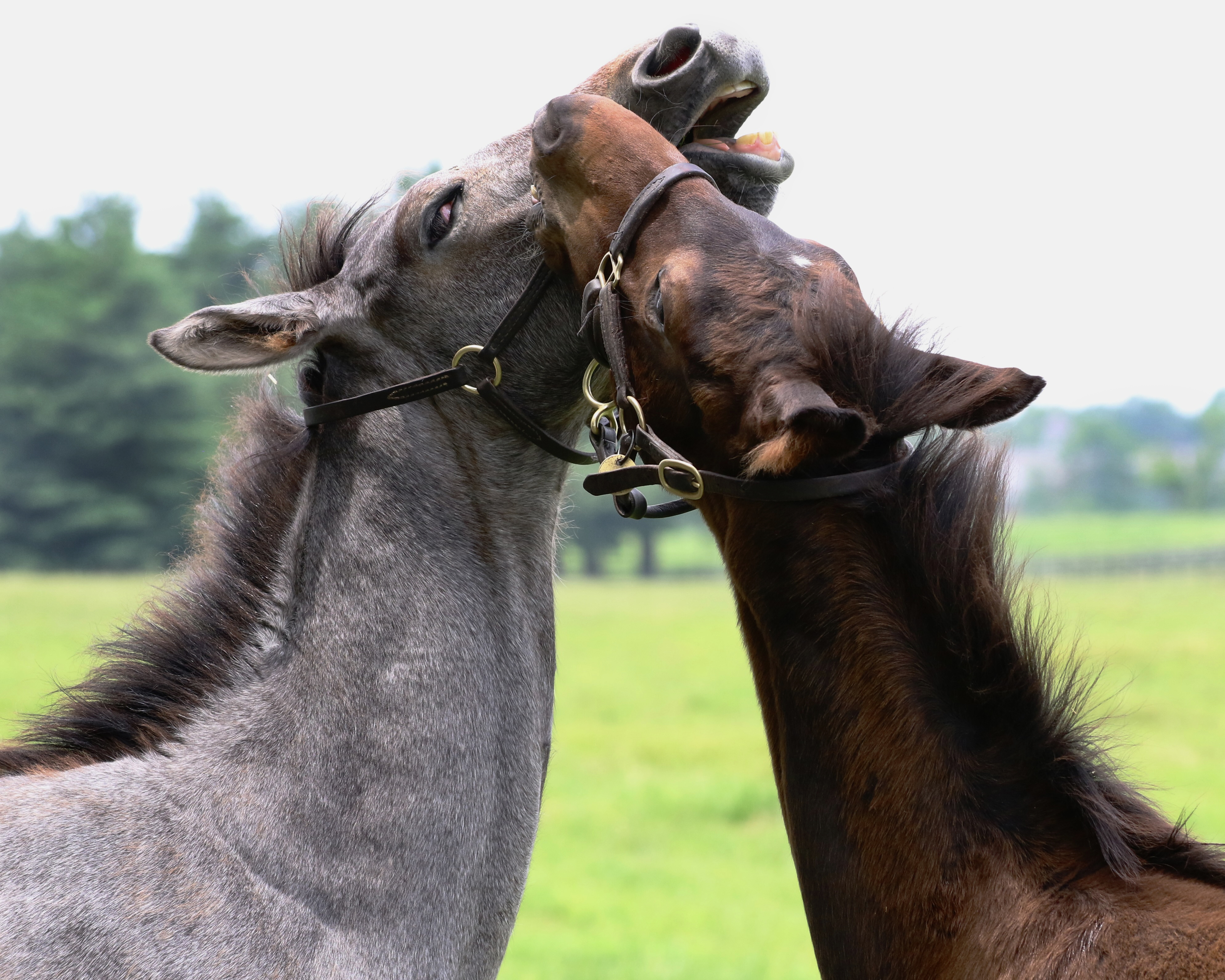 "No Touching Zone" by Emily Gricco