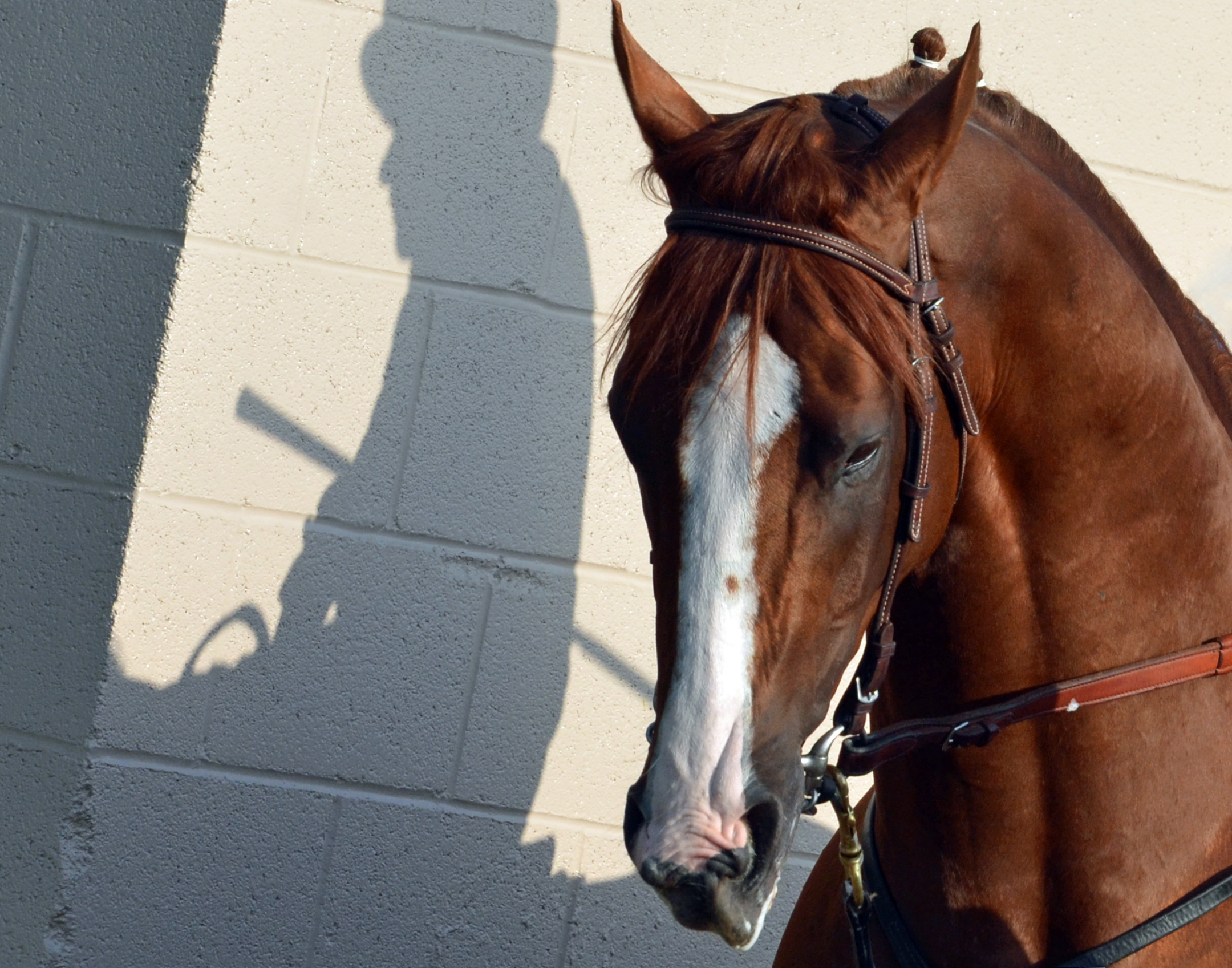 "The Shadow- California Chrome & Victor Espinoza" by Gary Tasich