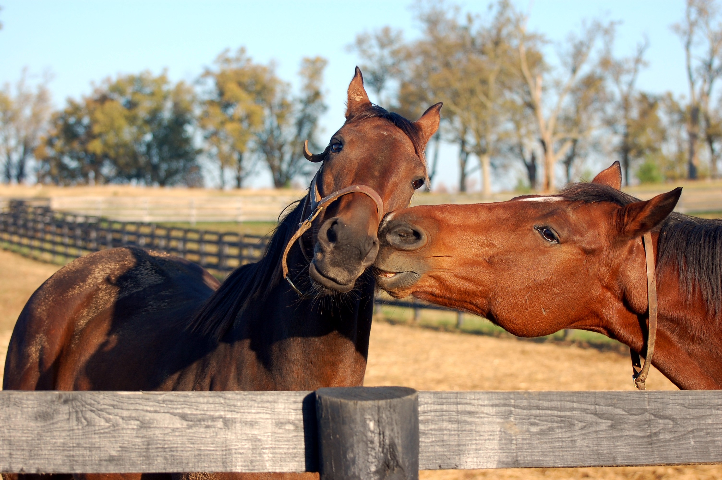 "Who Loves Ya Pops!" by Rick Capone
