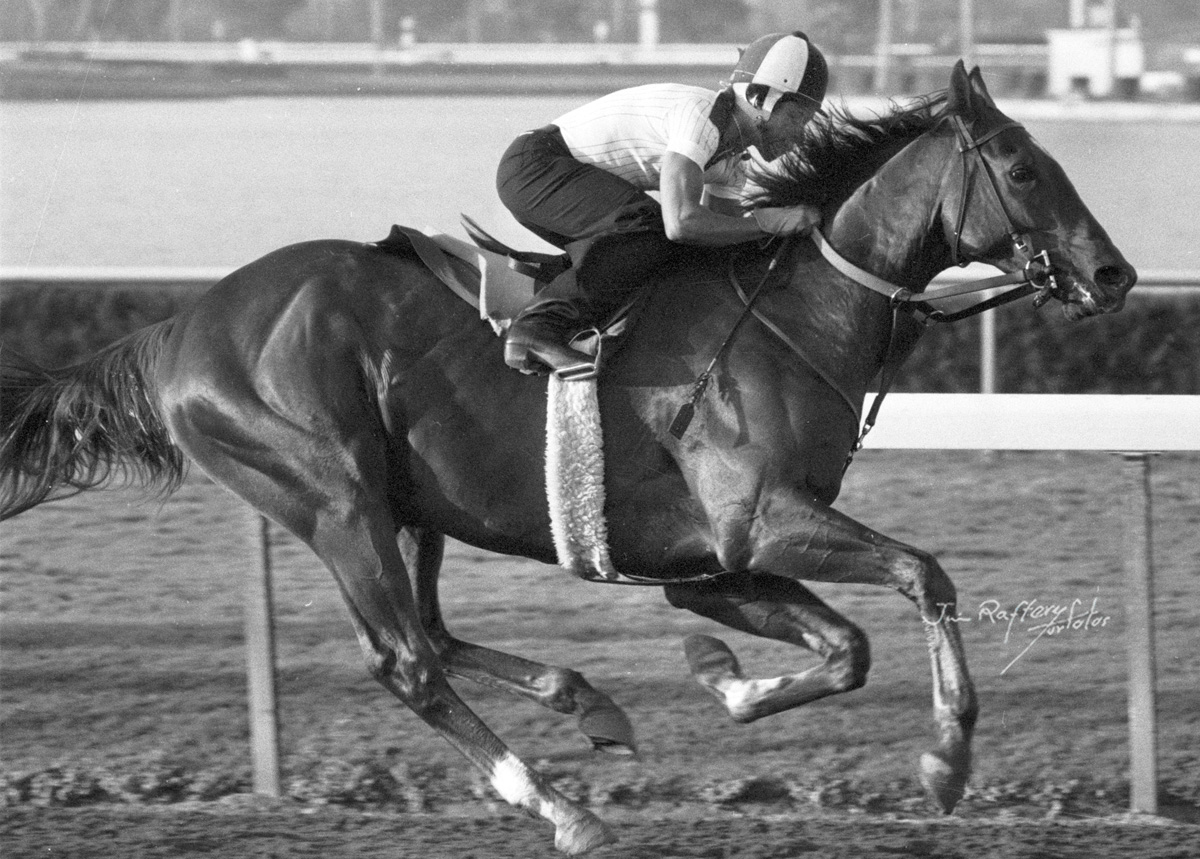 Alydar and Jorge Velasquez working at Gulfstream Park, March 23, 1978. Alydar was soon after shipped to Kentucky for the spring classics. (Jim Raftery Turfotos)