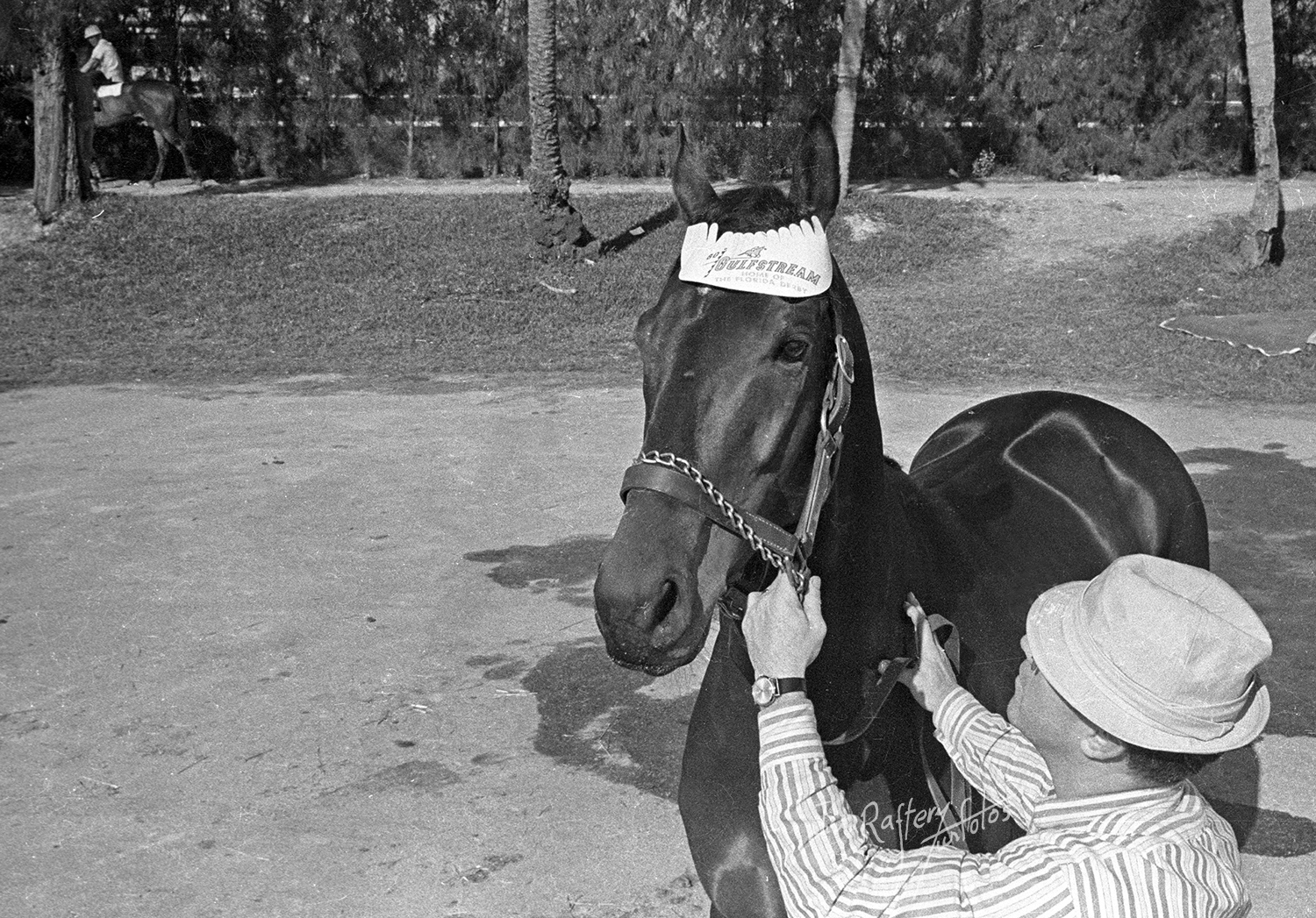 Gun Bow, champion, upon his arrival at Monmouth Park, March 10, 1965 (Jim Raftery Turfotos)