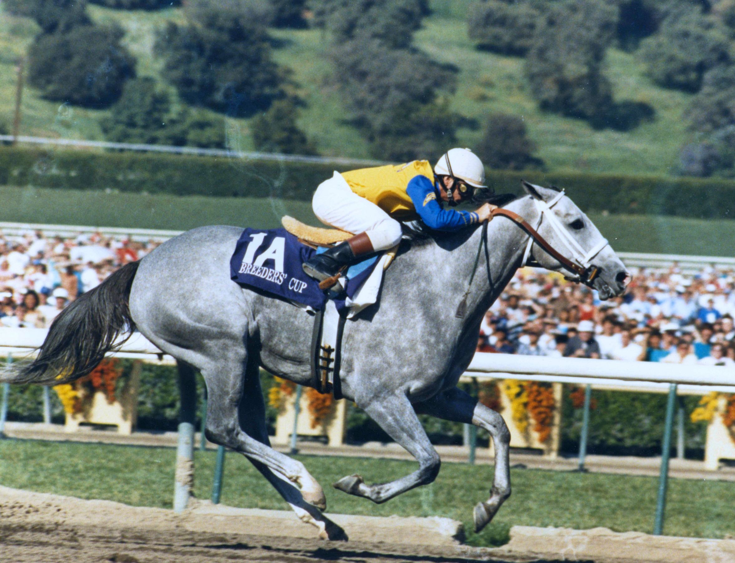 Lady's Secret (Pat Day up) racing to victory in the 1986 Breeders' Cup Distaff at Santa Anita Park (Dan Johnson/Museum Collection)