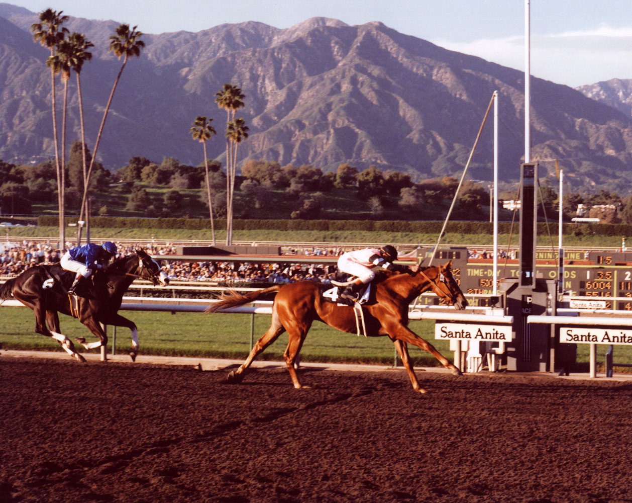 Affirmed (Steve Cauthen up) racing to victory in the 1978 San Felipe Handicap at Santa Anita (Bill Mochon/Museum Collection)