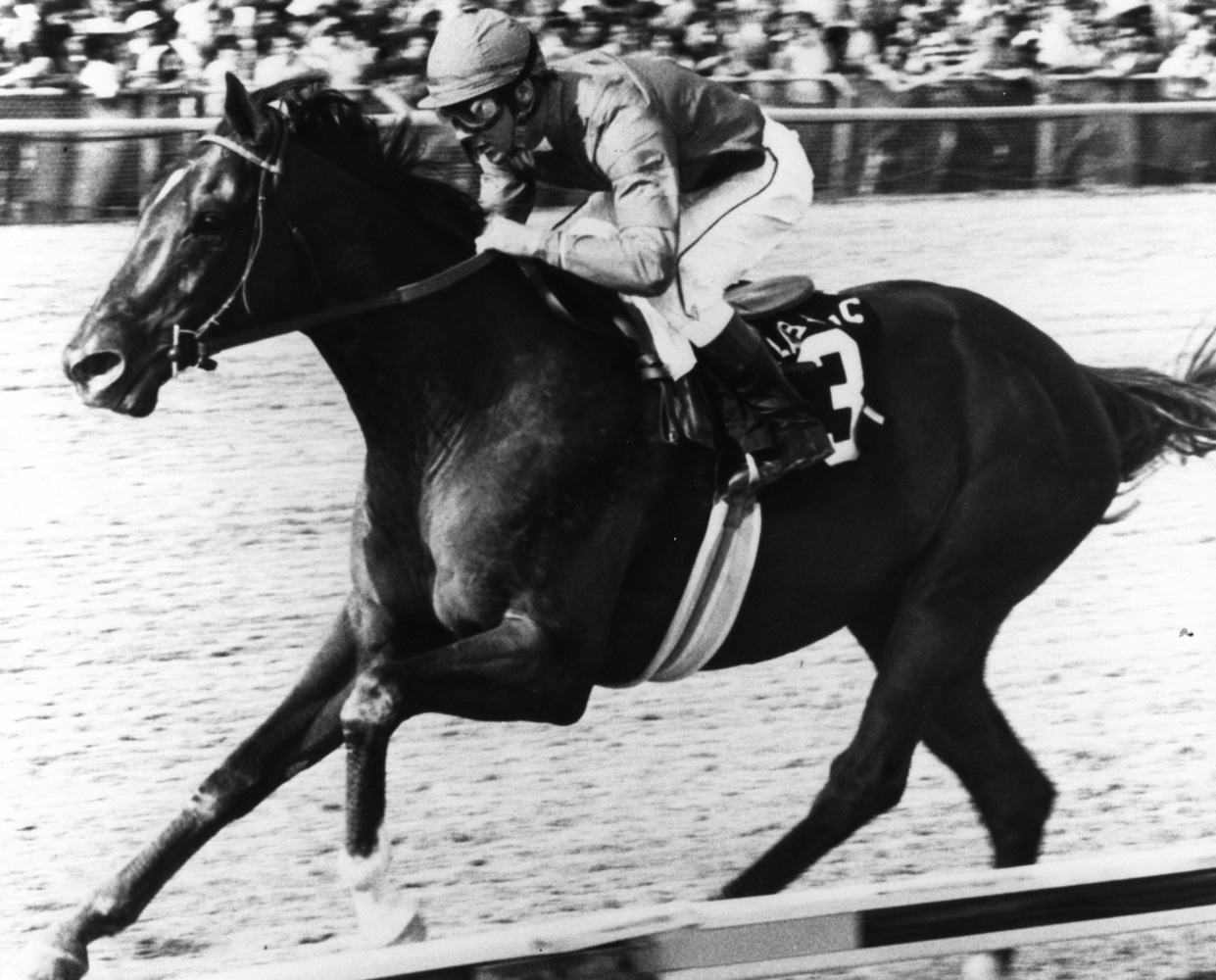 Alydar (Jeffrey Fell up) wins the 1978 Arlington Classic, his first race after the Triple Crown series (Arlington Park Photo/Museum Collection)