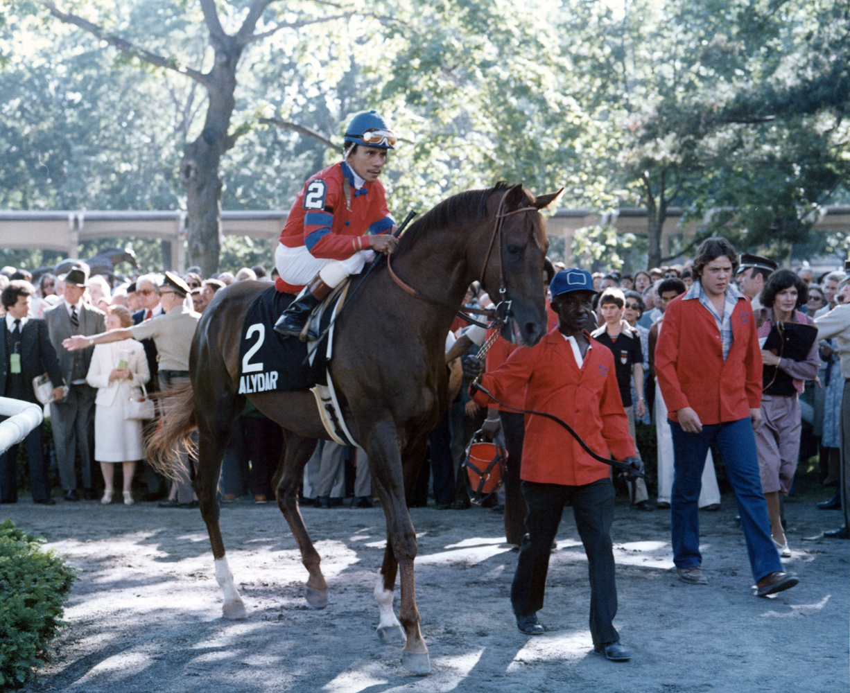 Alydar (Jorge Velasquez up) in the paddock at the start of the post parade for the 1978 Belmont Stakes (Museum Collection)