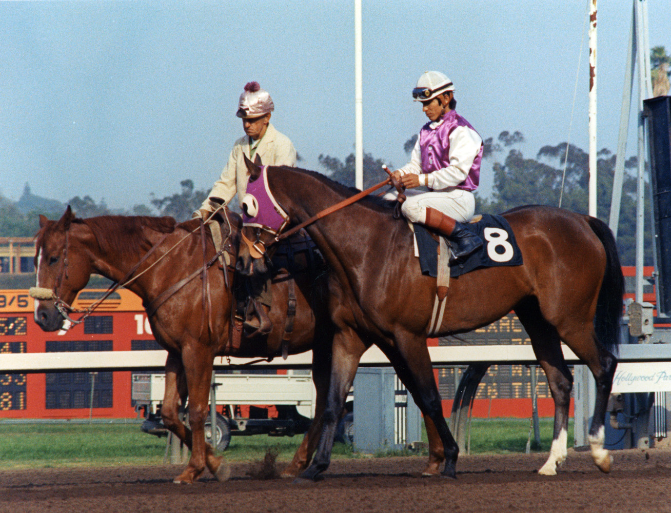 Ancient Title (Laffit Pincay, Jr. up) on the track for the 1974 Los Angeles Handicap at Hollywood Park (Bill Mochon/Museum Collection)