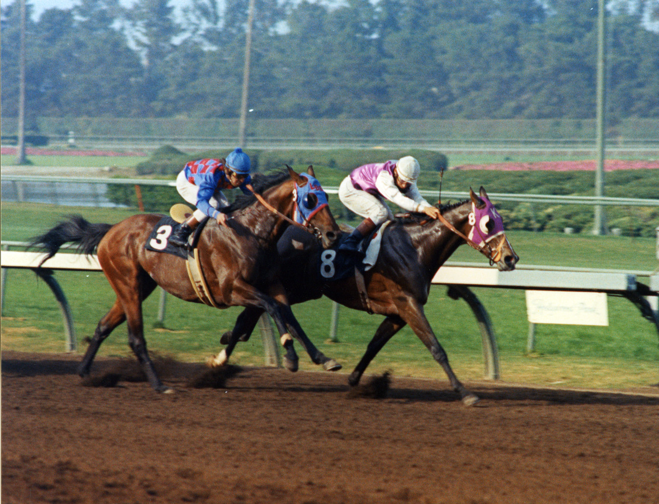 Ancient Title (Laffit Pincay, Jr. up) winning the 1974 Los Angeles Handicap at Hollywood Park (Bill Mochon/Museum Collection)
