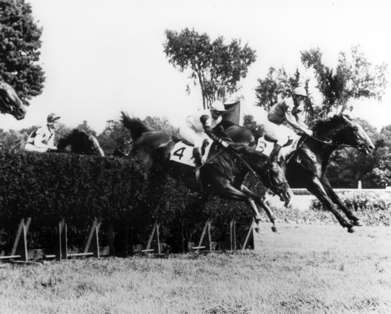 Bon Nouvel (Joe Aitcheson up) going over the first jump at the 1968 Beverwyck Steeplechase Handicap at Saratoga (The BloodHorse/Museum Collection)