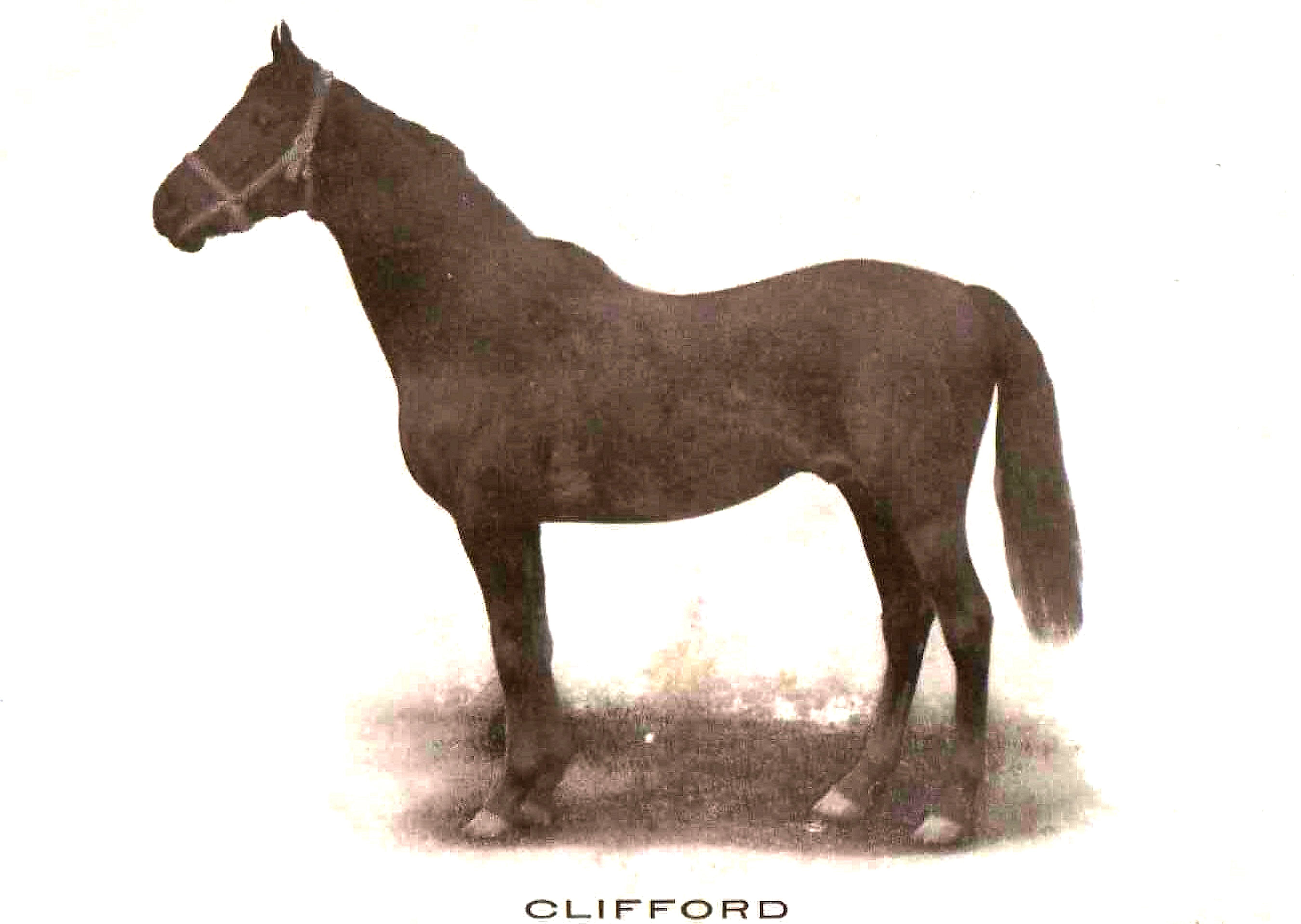 Clifford at Hurricana Farm (Courtesy of Friends of Sanford Stud Farm)