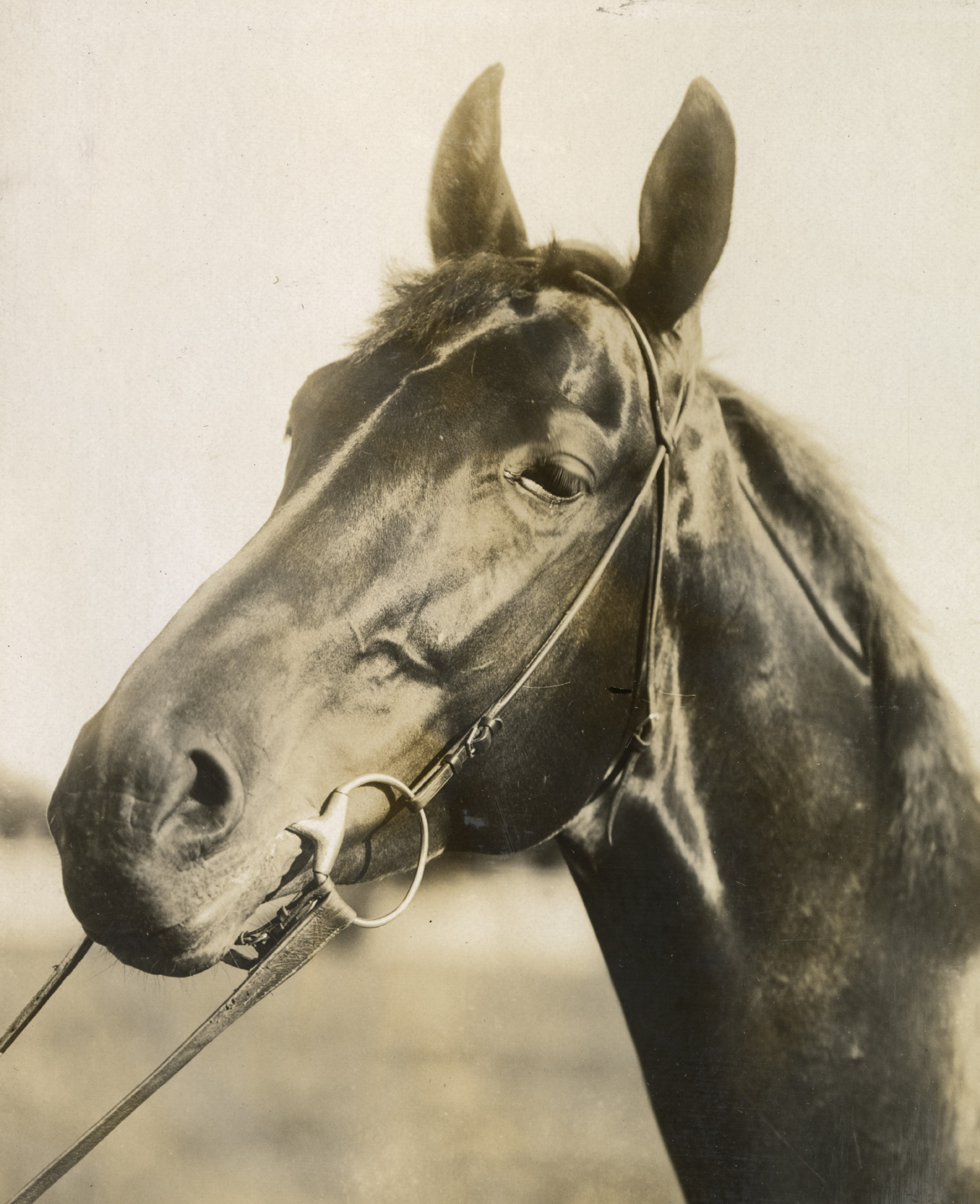 Undated portrait of Clifford (Keeneland Library Hemment Collection)