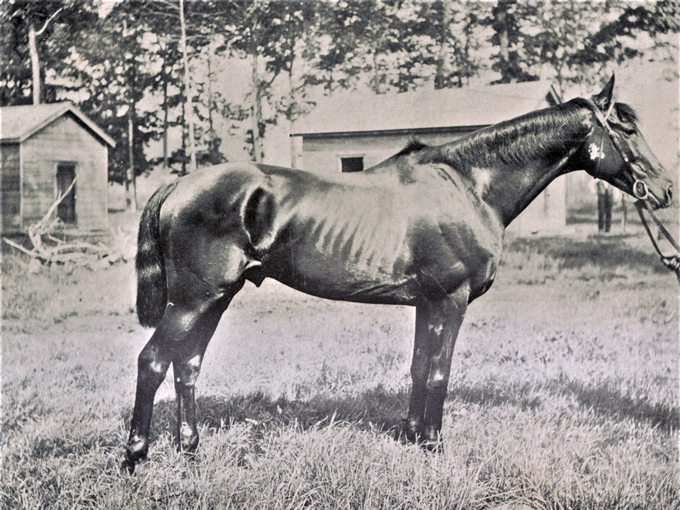 Photograph of Clifford from "The American Turf" (Keeneland Library Collection)