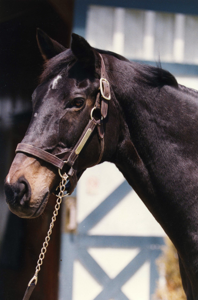 Forego in retirement at Kentucky Horse Park, May 1992 (Barbara D. Livingston/Museum Collection)