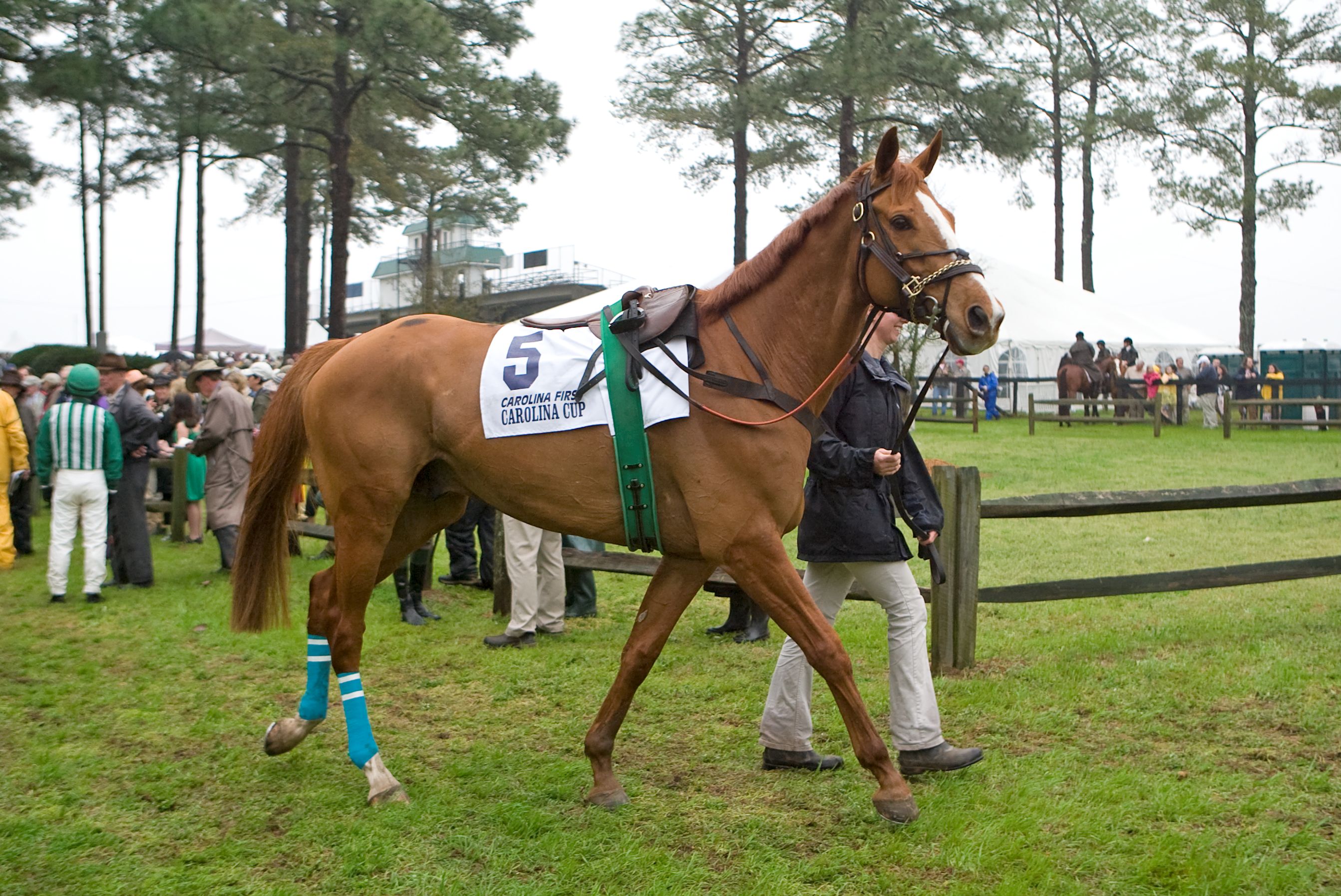Good Night Shirt in the paddock before the 2009 Carolina Cup (Tod Marks)