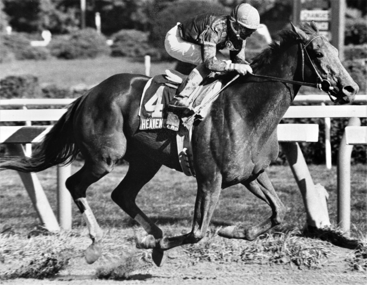 Heavenly Prize (Pat Day up) winning the 1995 John A. Morris Handicap at Saratoga (Keeneland Library Thoroughbred Times Collection)