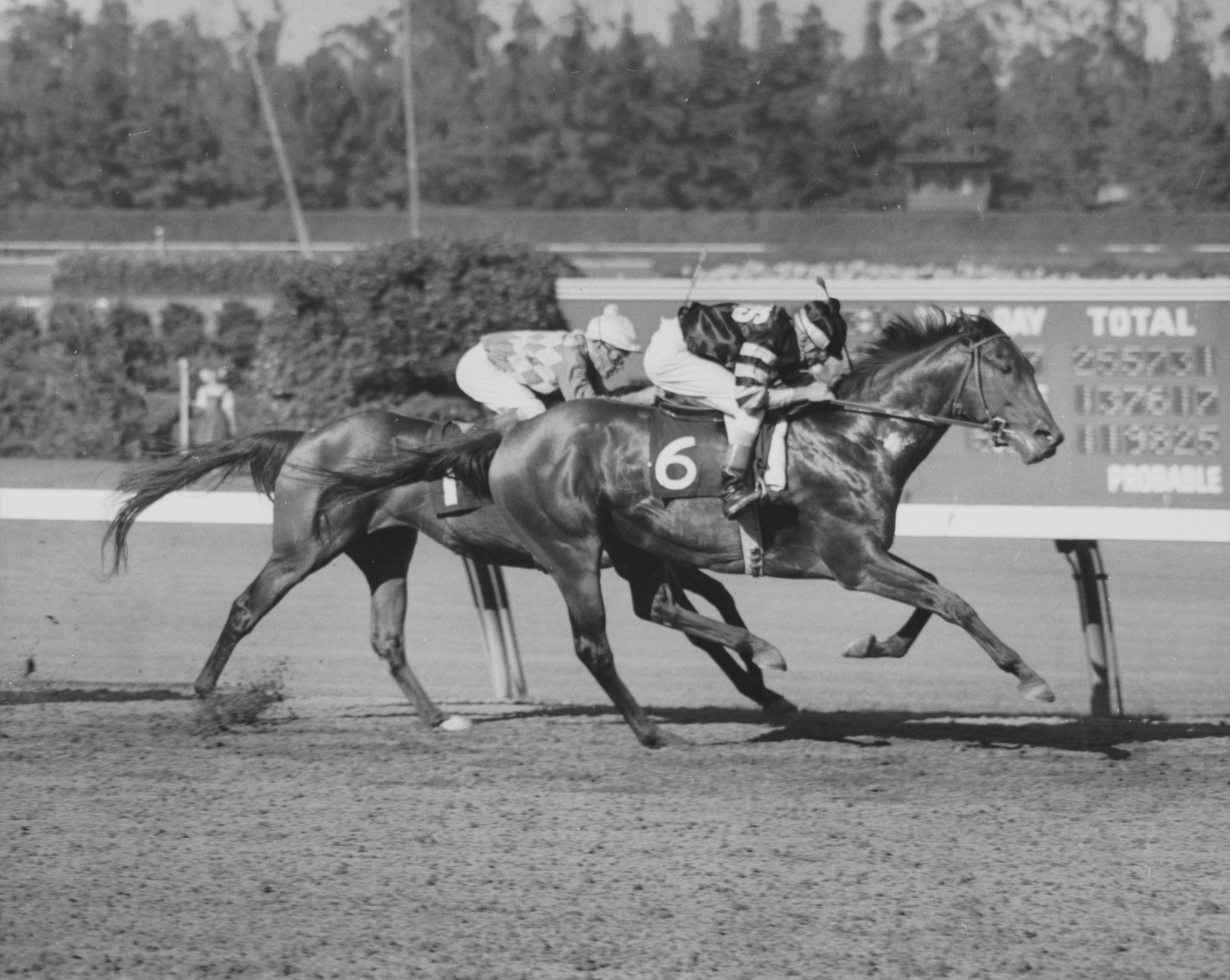 Hillsdale, Tommy Barrow up, winning the 1959 American Handicap at Hollywood Park (Hollywood Park)