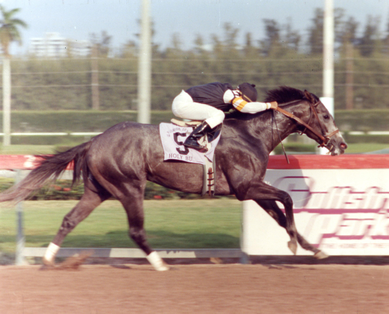 Holy Bull (Mike Smith up) winning the 1994 Florida Derby at Gulfstream Park (Turfotos/Museum Collection)