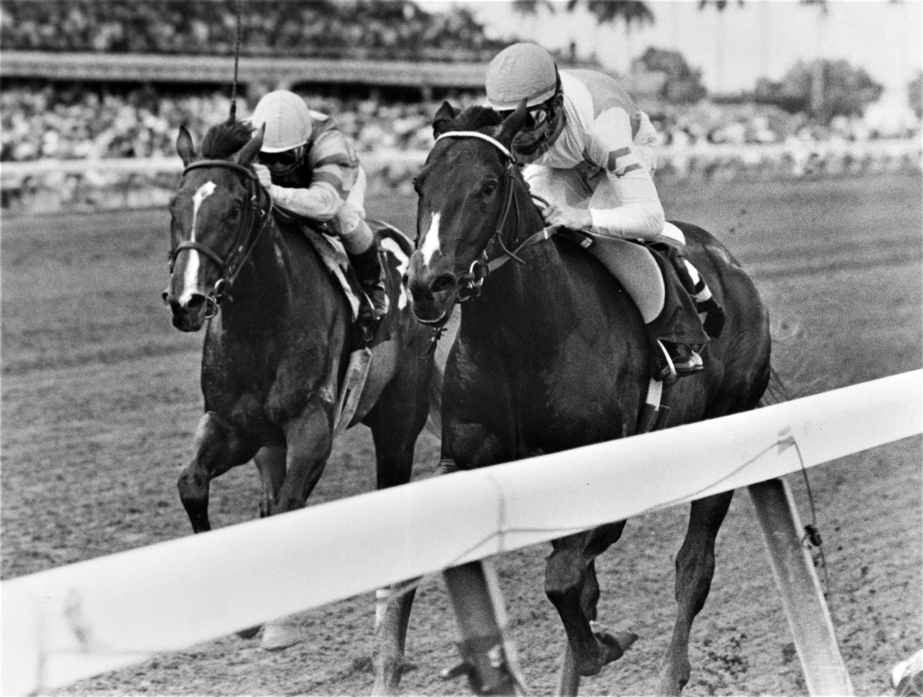 Housebuster (Craig Perret up) defeating Summer Squall in the 1990 Swale Stakes at Gulfstream Park (Jim Raftery Turfotos)