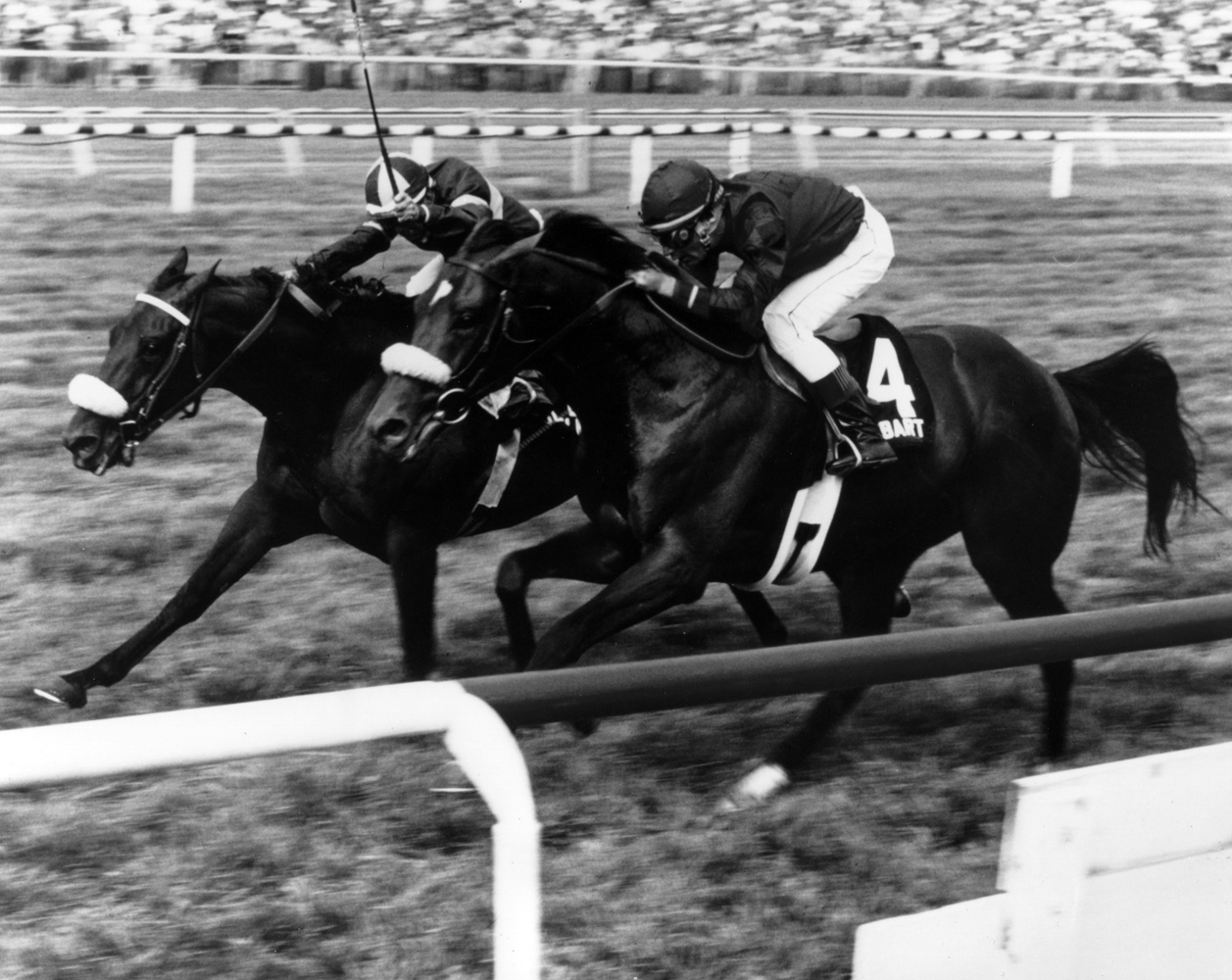 John Henry (Bill Shoemaker up) winning the inaugural Arlington Million by a nose in 1981 (Museum Collection)