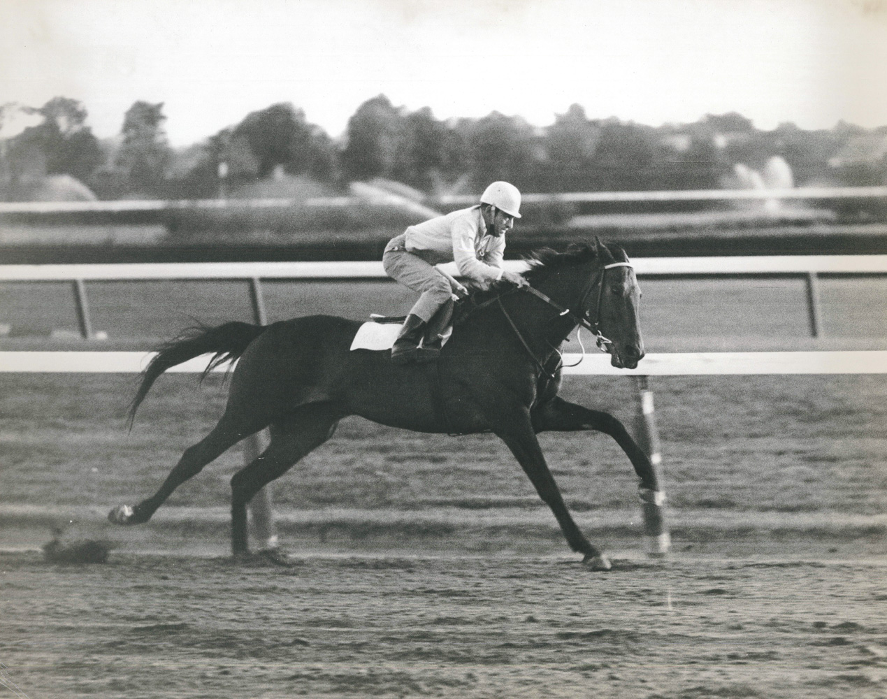 Kelso during morning workouts (NYRA/Paul Schafer /Museum Collection)