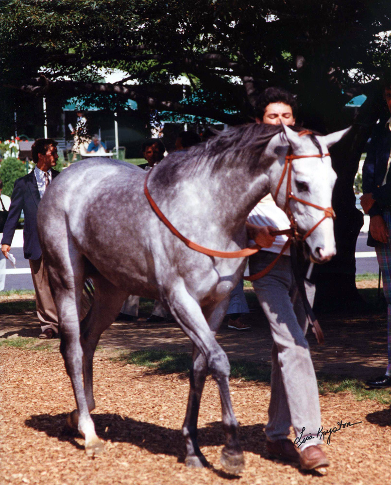 Lady's Secret at Monmouth Park in 1987 (Lisa Kryston/Museum Collection)