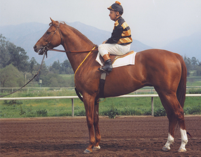 Johnny Longden and Majestic Prince in 1969 (Bill Mochon/Museum Collection)