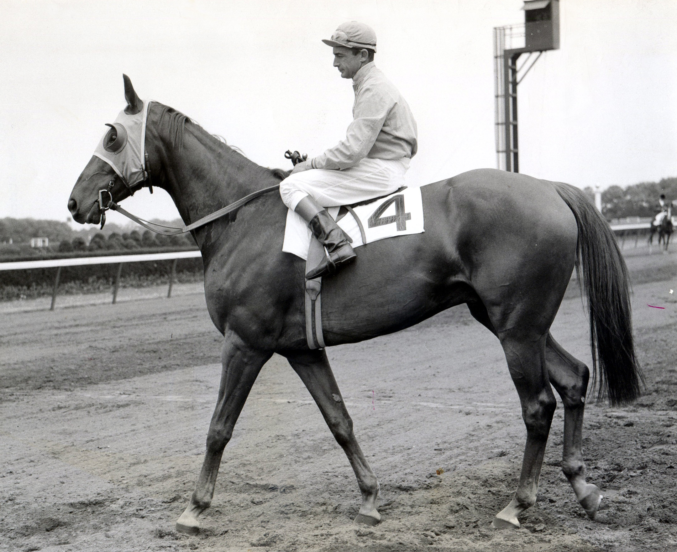 Neji with Ted Atkinson up at Belmont Park, 1956 (Bert and Richard Morgan/Museum Collection)