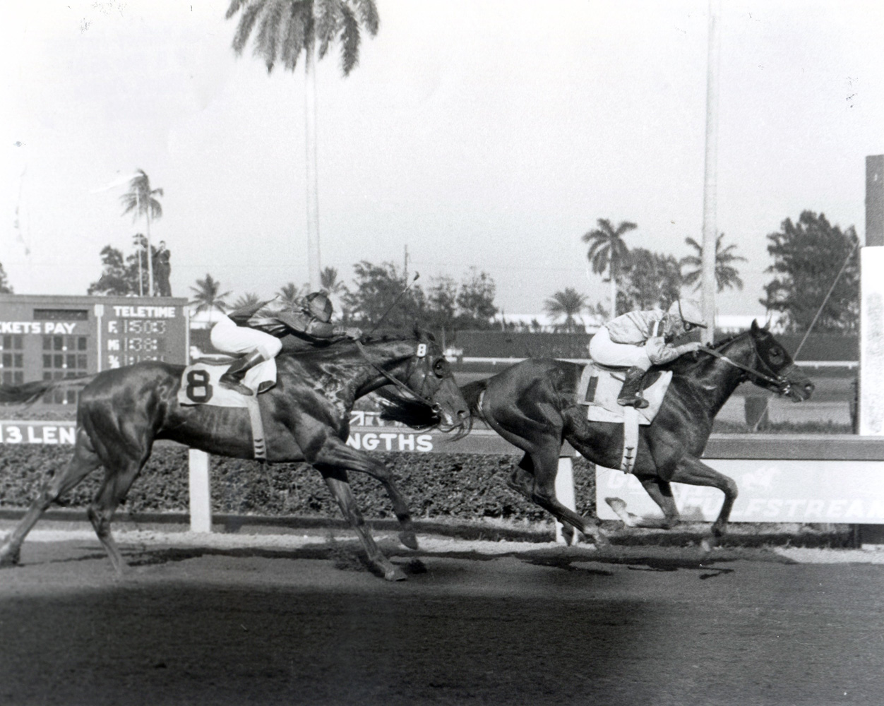 Northern Dancer (Bill Shoemaker up) winning the 1964 Florida Derby at Gulfstream Park (Jim Raftery Turfotos/Museum Collection)