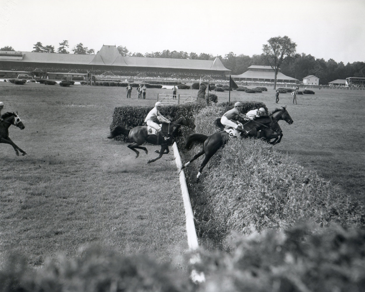 Oedipus competing in the1950 Saratoga Handicap Steeplechase with Thomas Field up (Keeneland Library Morgan Collection/Museum Collection)