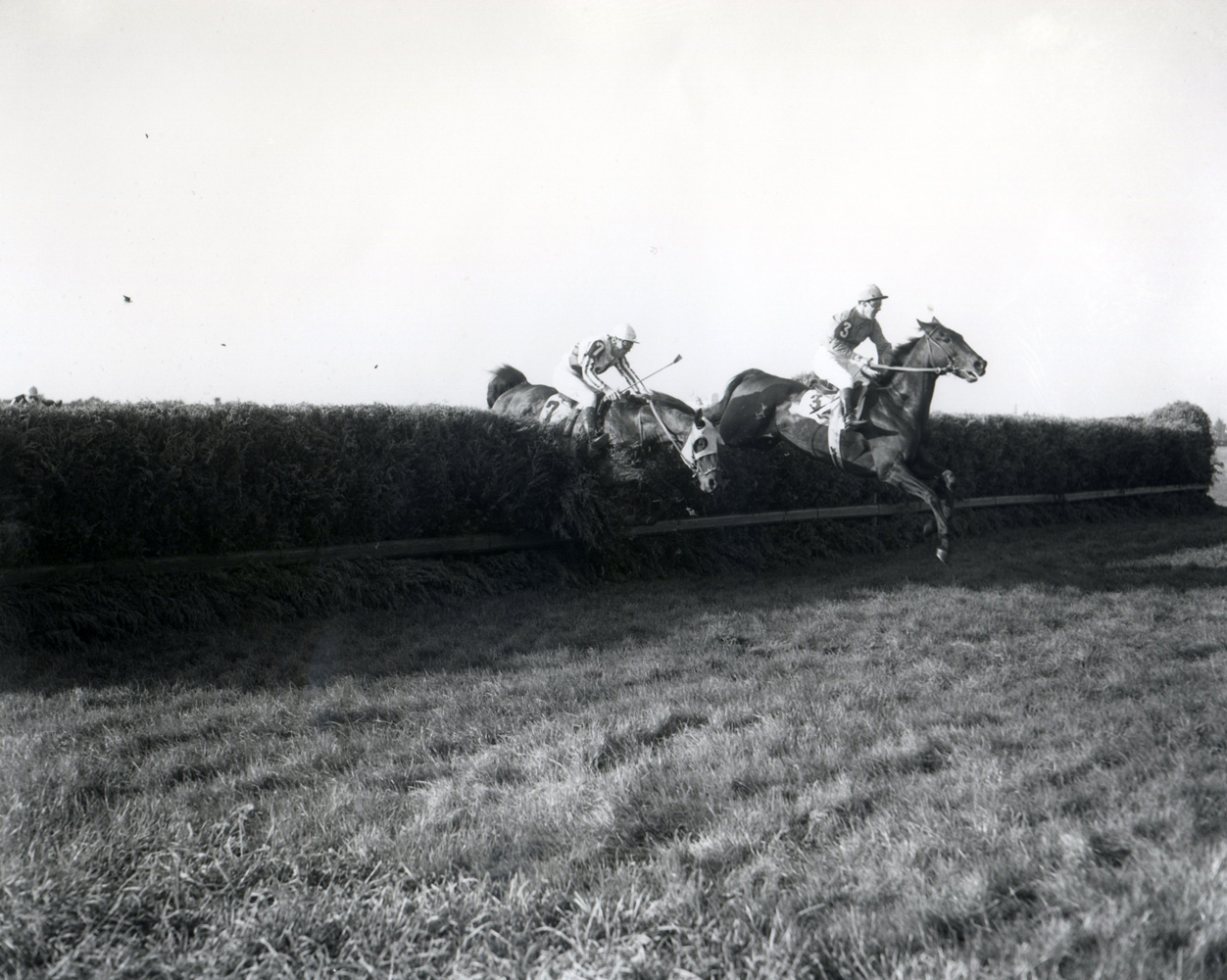 Oedipus (Albert Foot up) clearing a jump on his way to win the 1951 Grand National at Belmont Park (Keeneland Library Morgan Collection/Museum Collection)