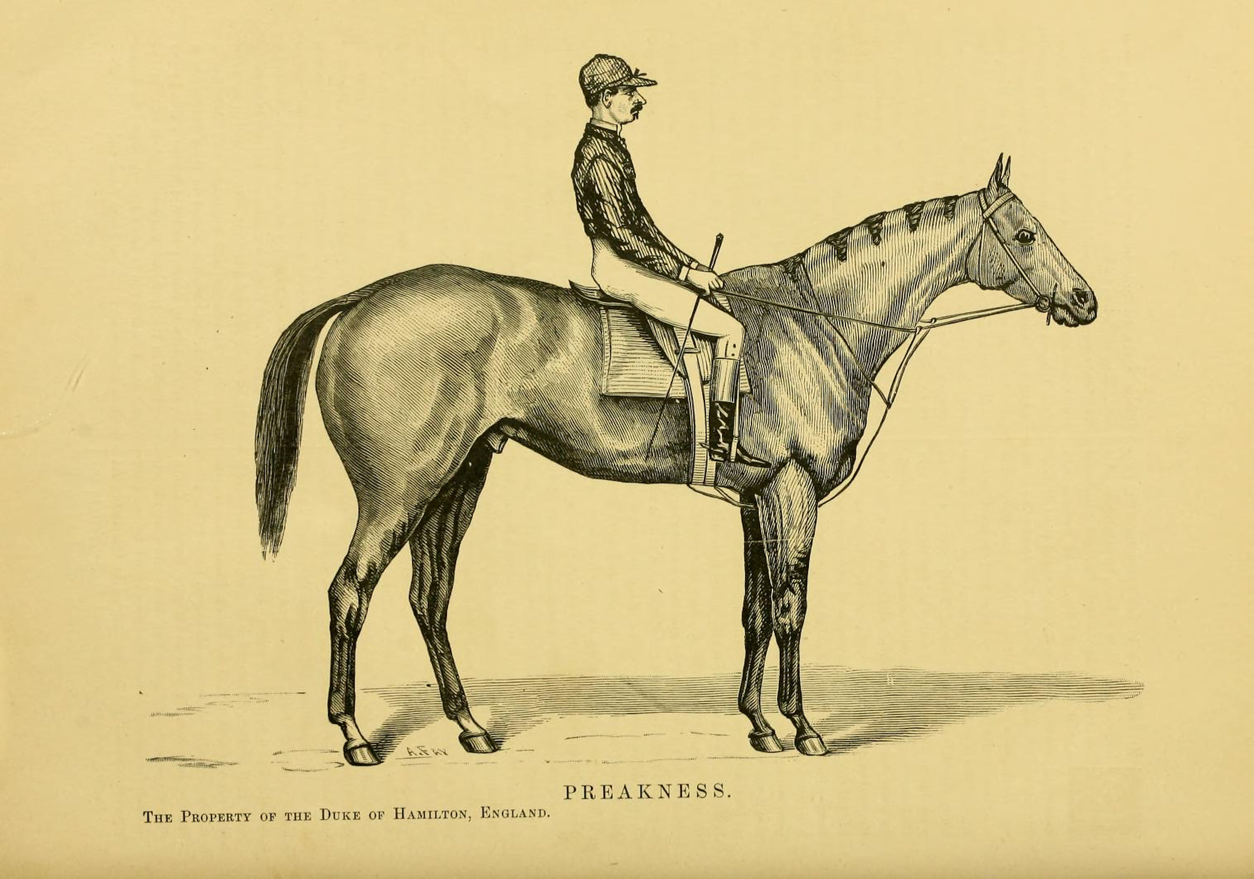 A likeness of Preakness with an unidentified rider from "Famous American Horses" 