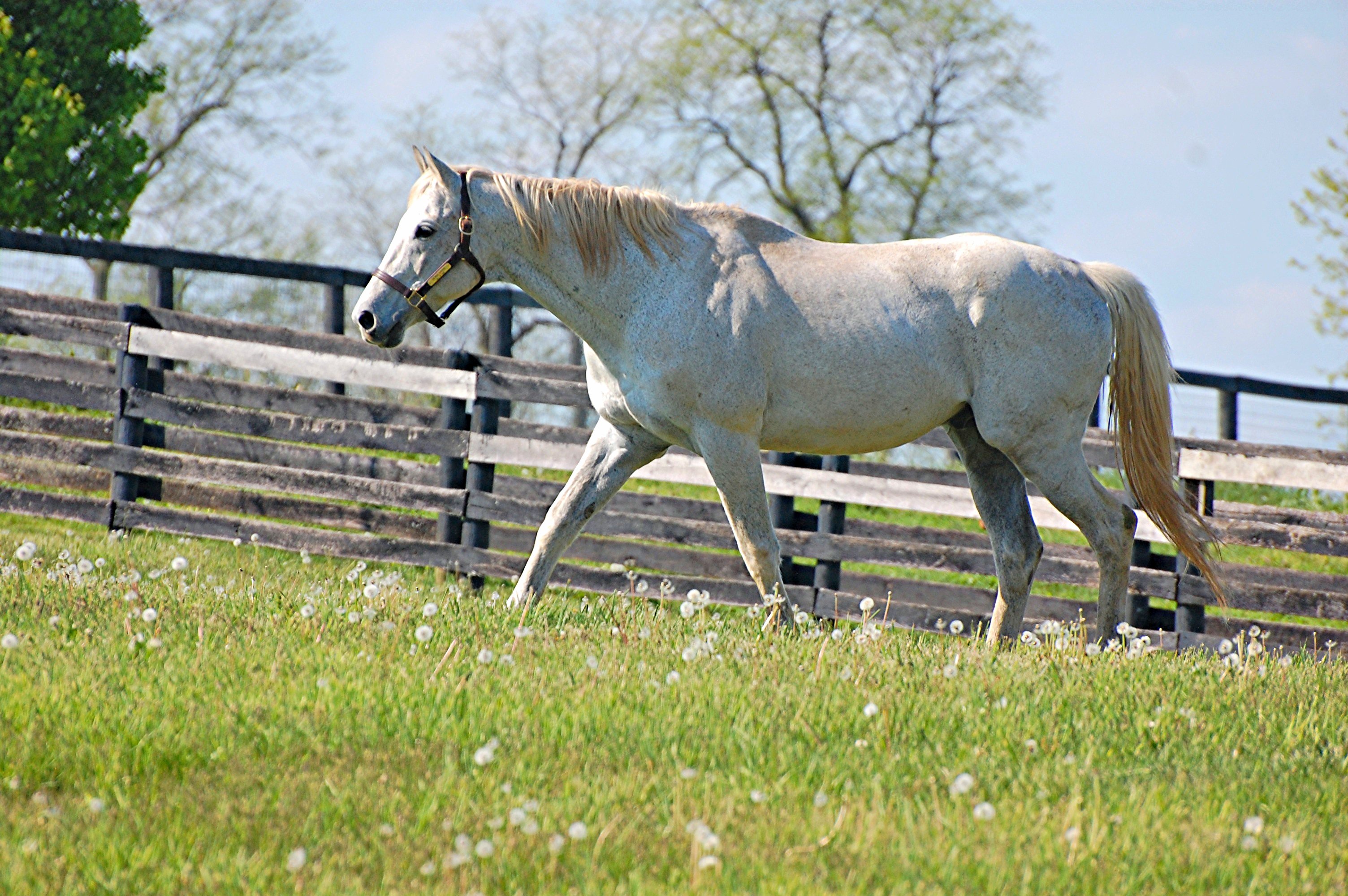Silver Charm at Old Friends in Georgetown, Kentucky, 2016 (Rick Capone)