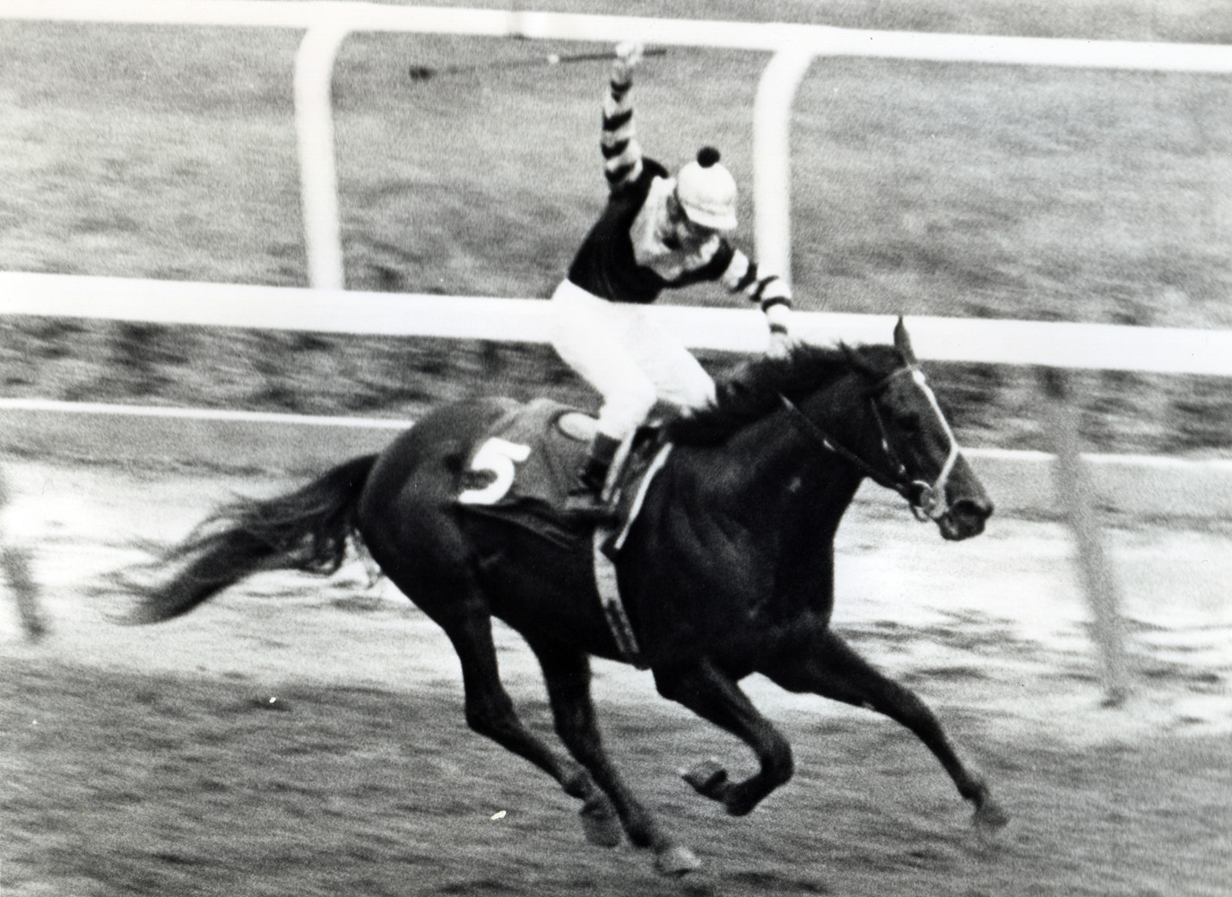 Seattle Slew (Jean Cruguet up) winning the 1977 Belmont Stakes and becoming America's 10th Triple Crown winner (NYRA/Museum Collection)