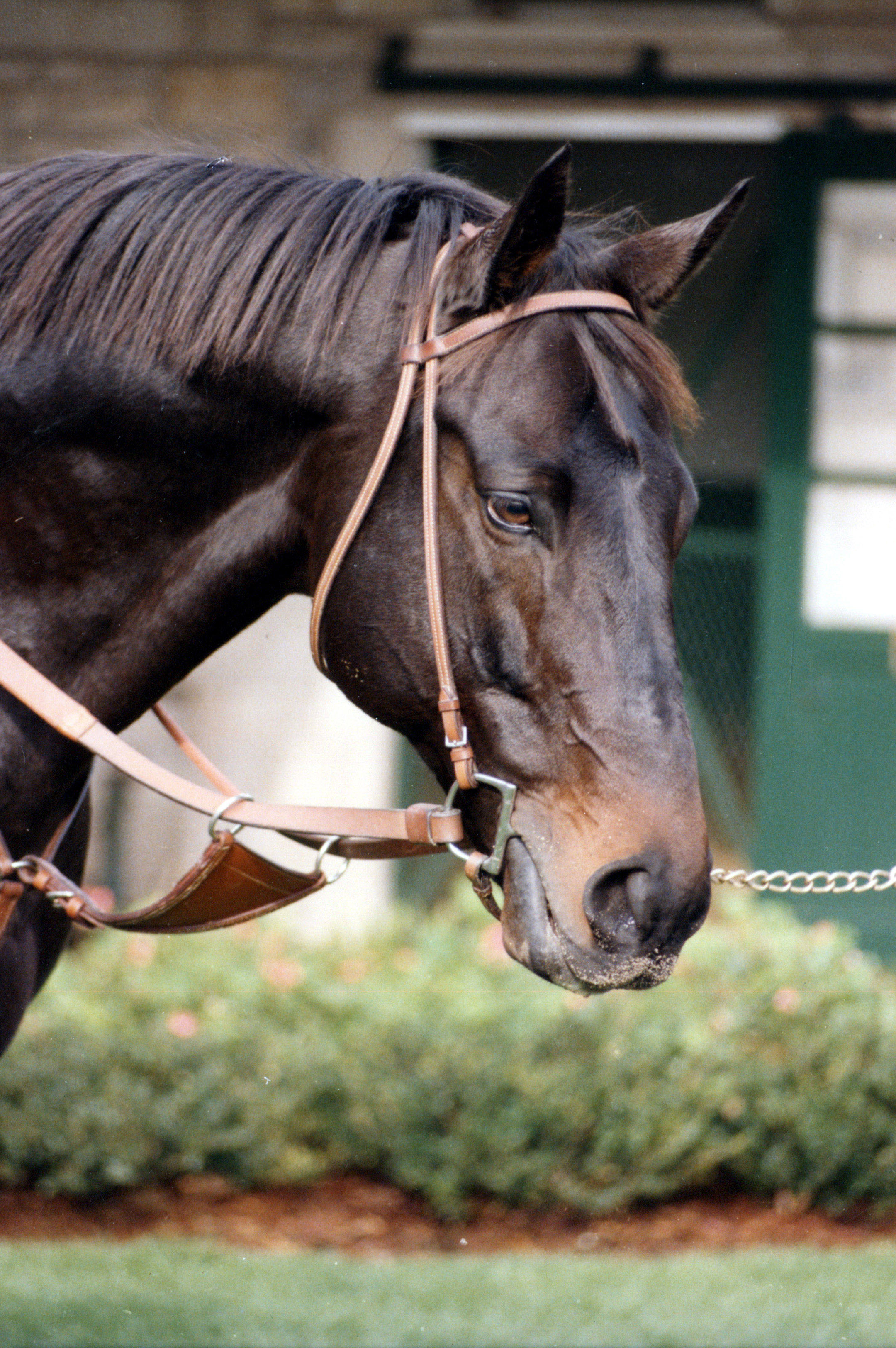 Seattle Slew at Spendthrift Farm in 1984 (Barbara D. Livingston/Museum Collection)