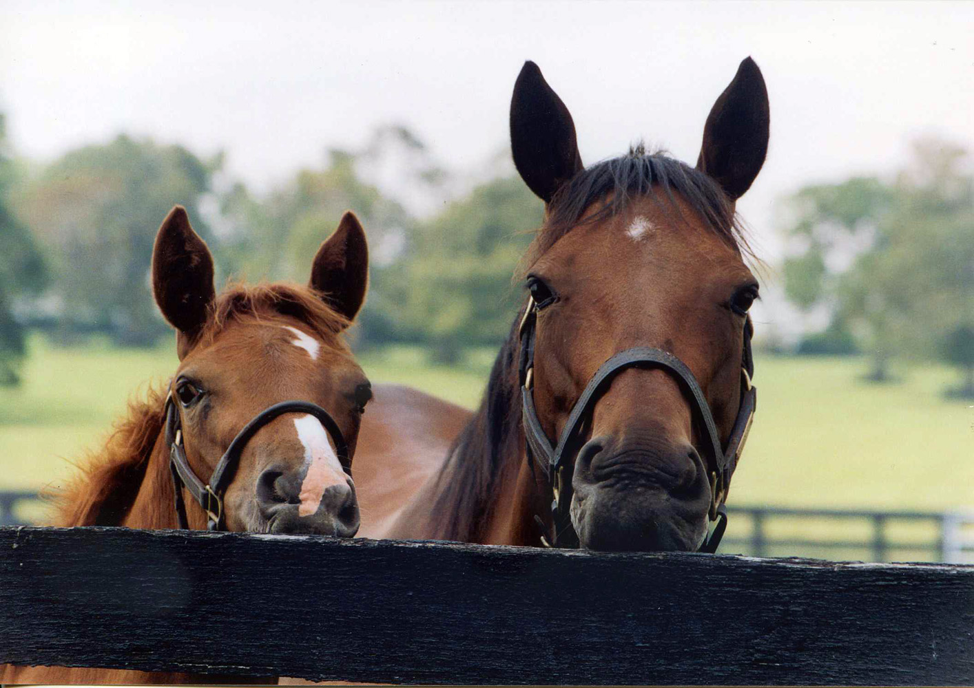 Serena's Song with her 2003 Storm Cat filly at Denali Stud, August 2003 (Victoria Keith/Museum Collection)