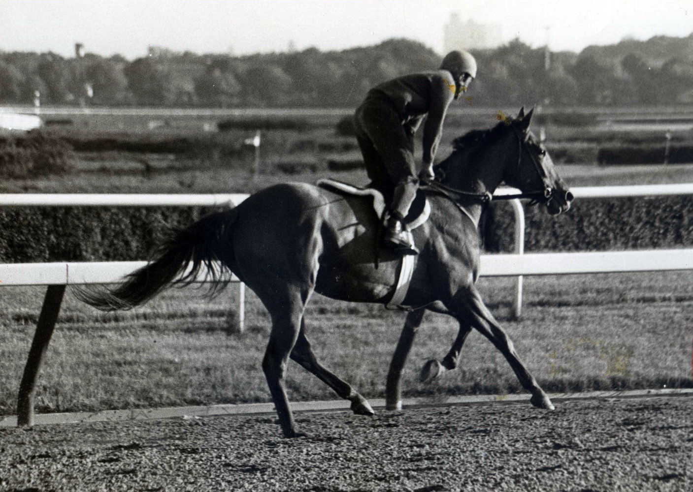 Shuvee during morning workouts at Aqueduct, May 1969 (NYRA/Paul Schafer /Museum Collection)