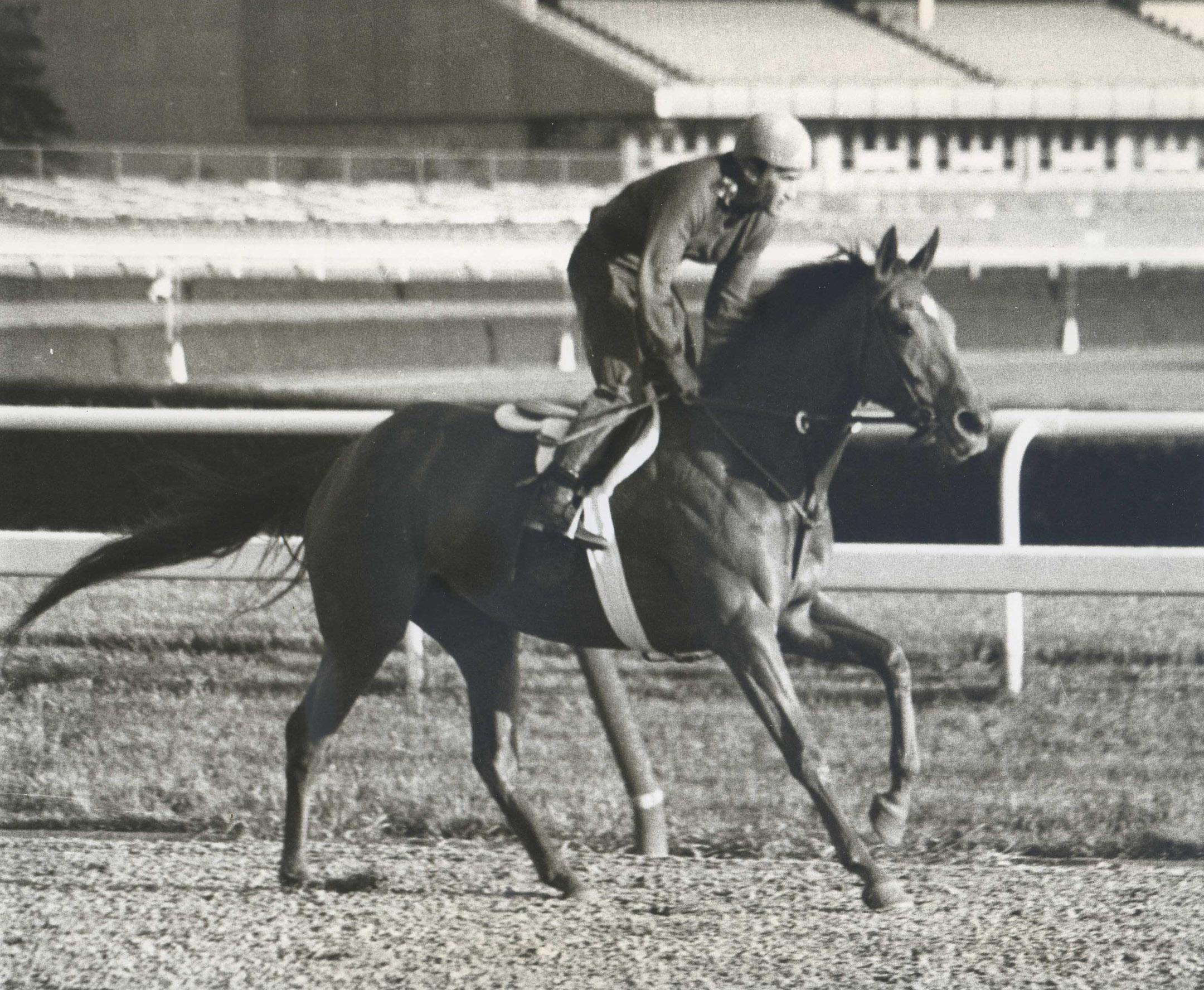 Shuvee during morning workouts at Belmont Park in 1970 (NYRA/Paul Schafer /Museum Collection)
