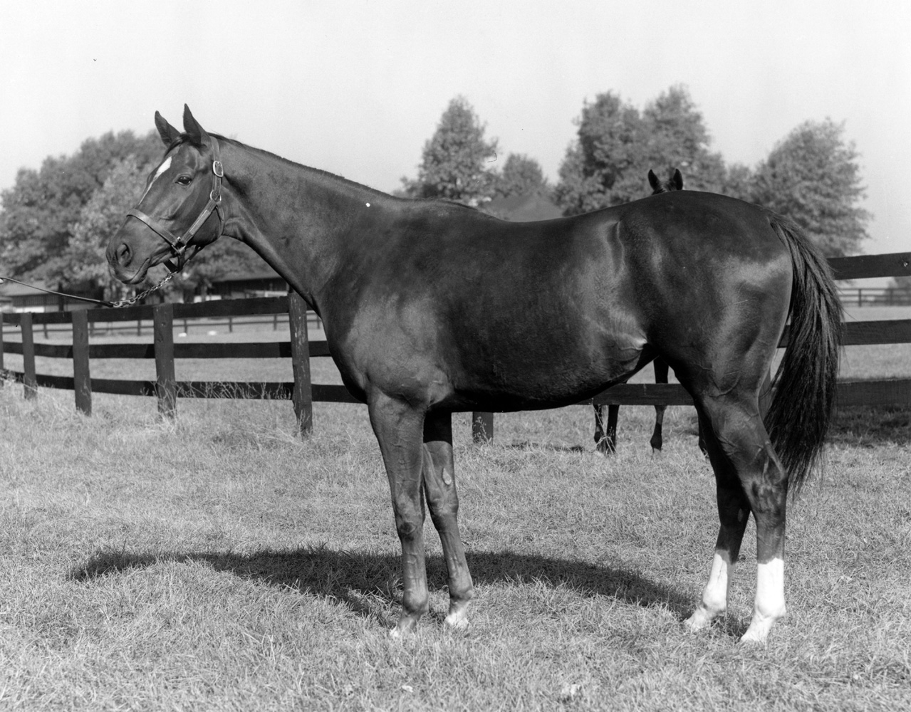 Silver Spoon at Keeneland, October 1959 (Keeneland Library Meadors Collection/Museum Collection)