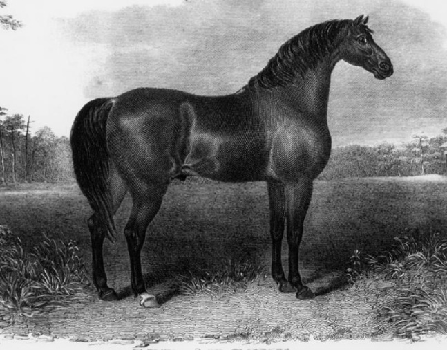 A likeness of Sir Archy based on a painting by Alvan Fisher (Keeneland Library Collection/Museum Collection)
