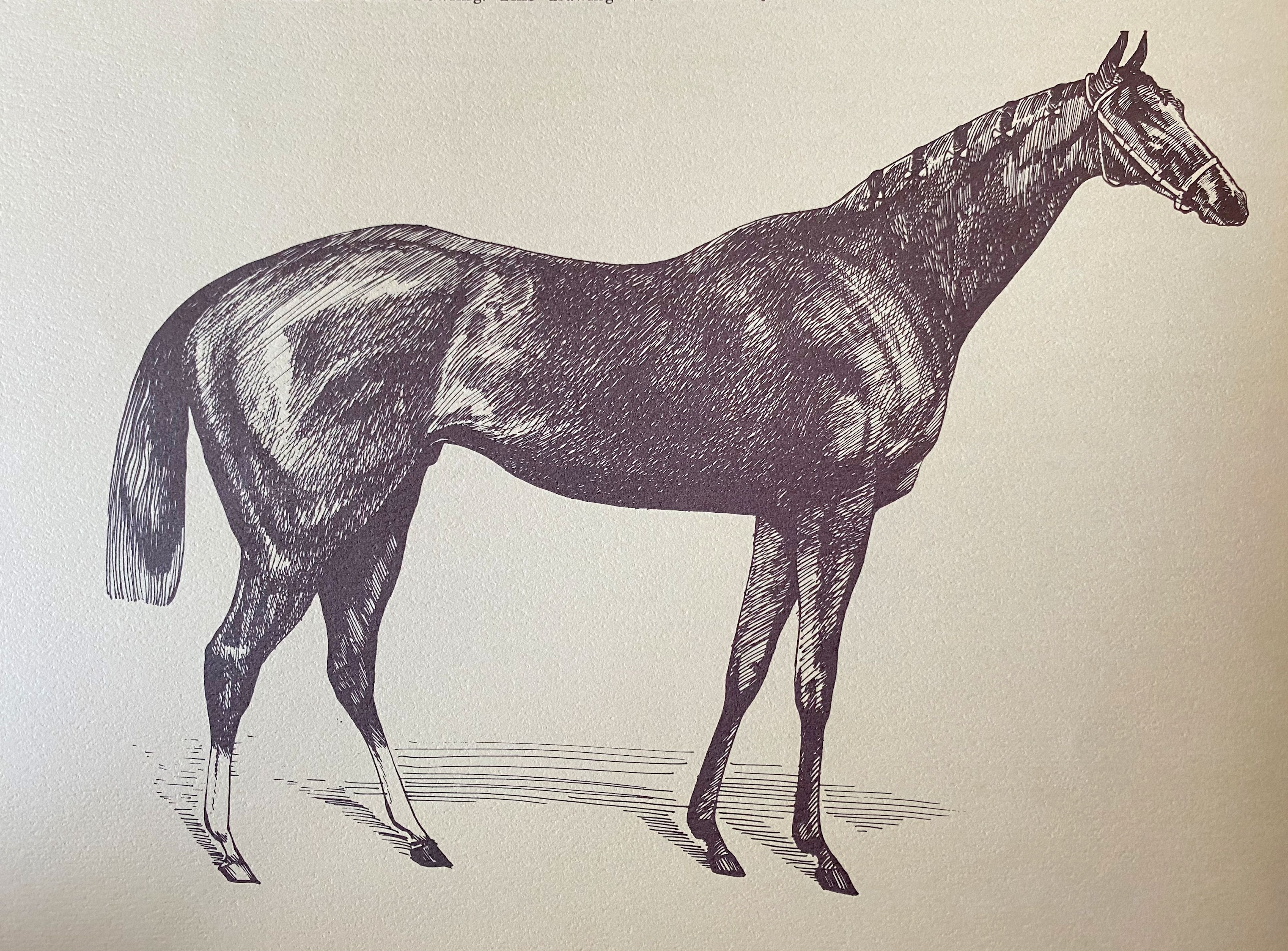 Illustration of Tom Bowling from "The Great Ones" (The BloodHorse)