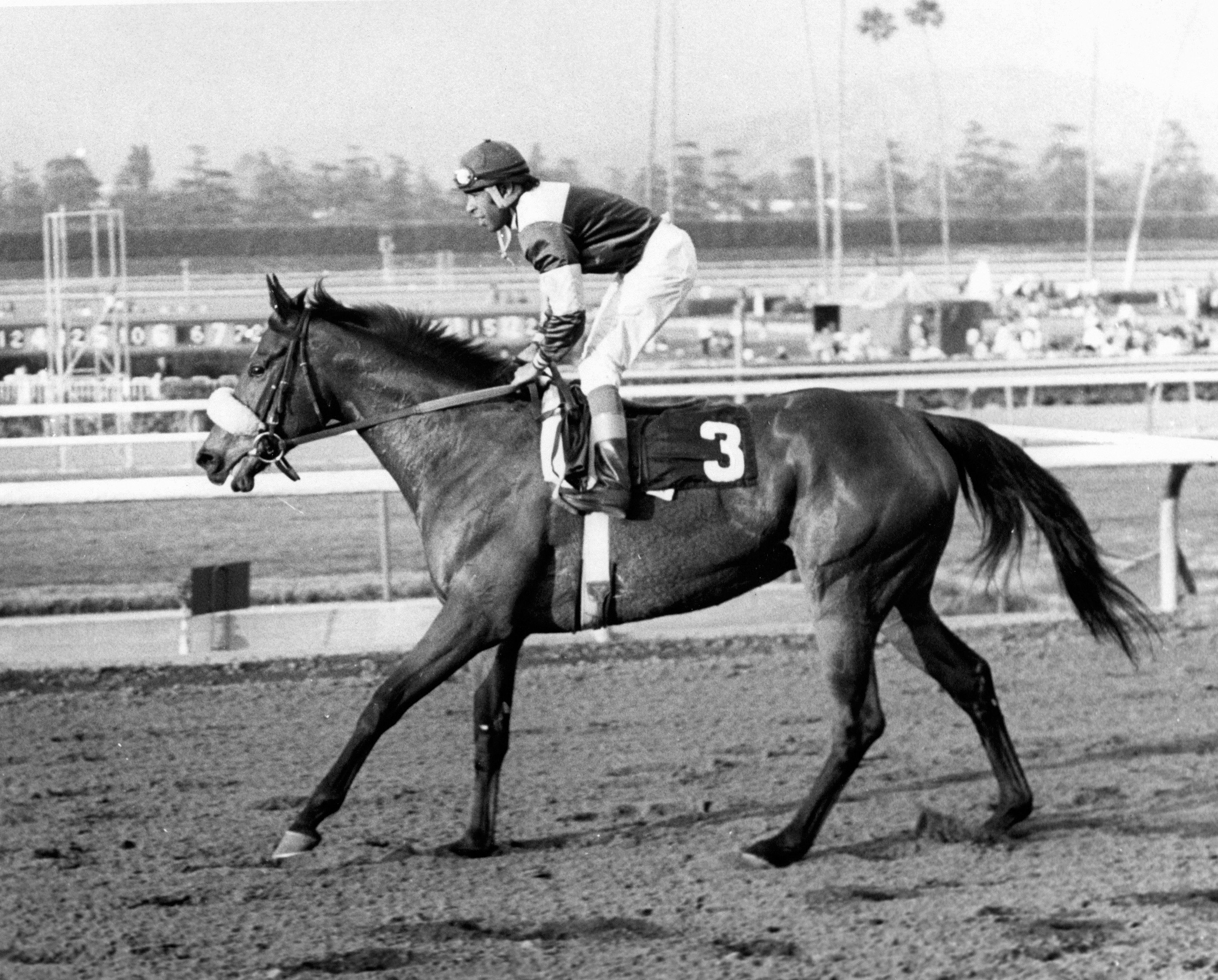 Waya (Angel Cordero up) after winning the 1979 Santa Barbara Handicap (Santa Anita Park Photo)