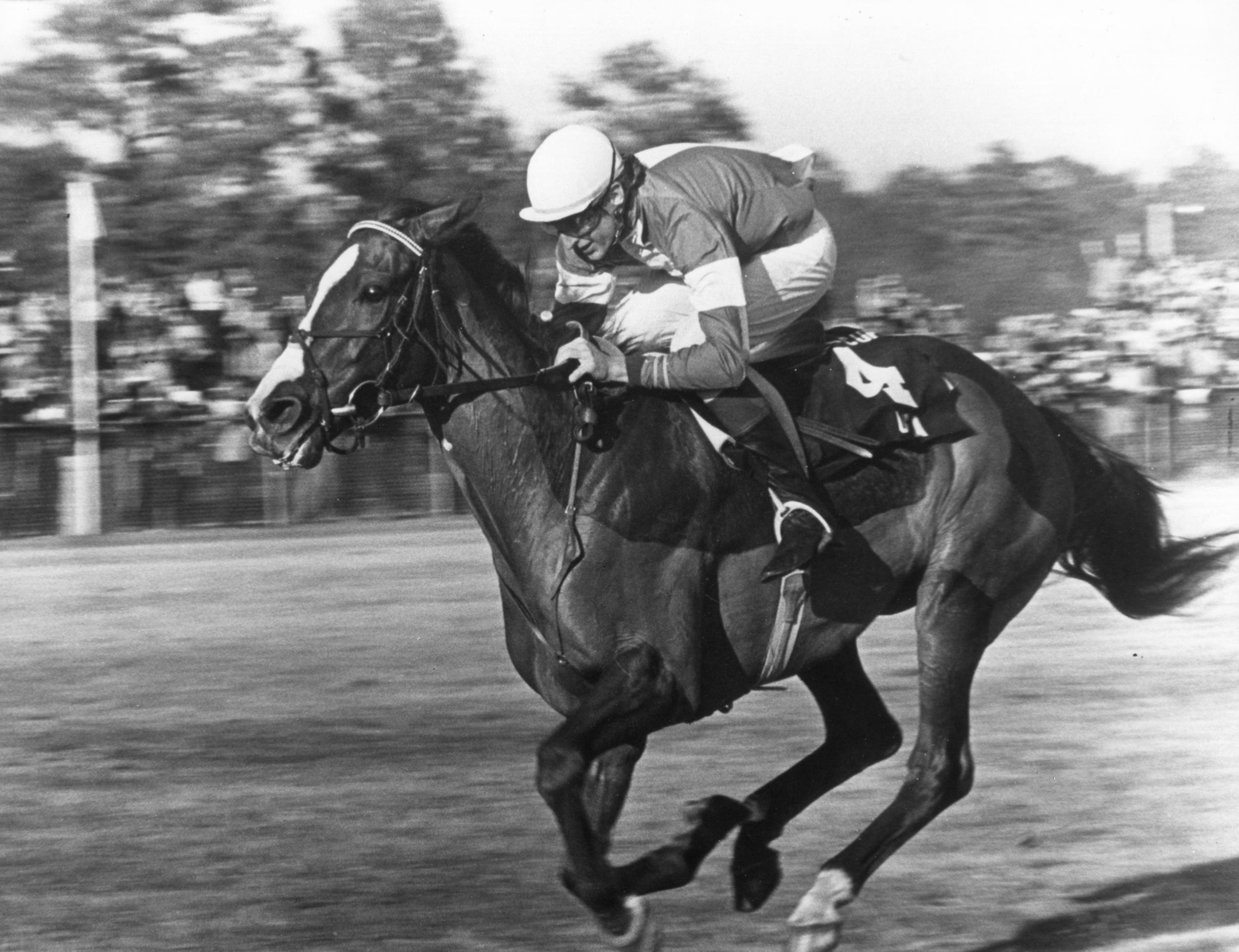 Zaccio (Greg Morris up) winning the 1981 Colonial Cup at Camden, S.C. (Milt Tobey/The BloodHorse /Museum Collection)