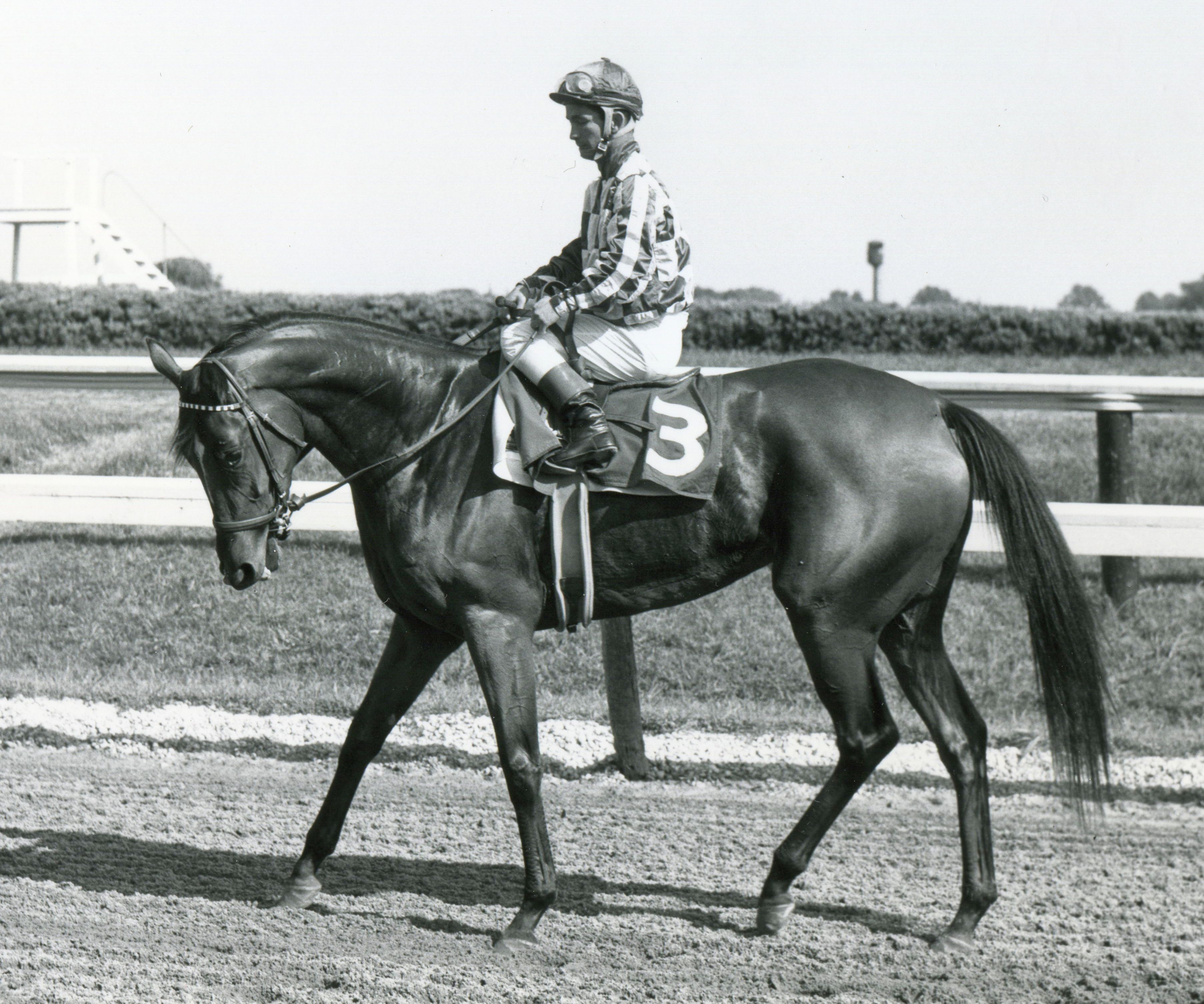 Cicada after finishing in the 1962 Delaware Handicap at Delaware Park 