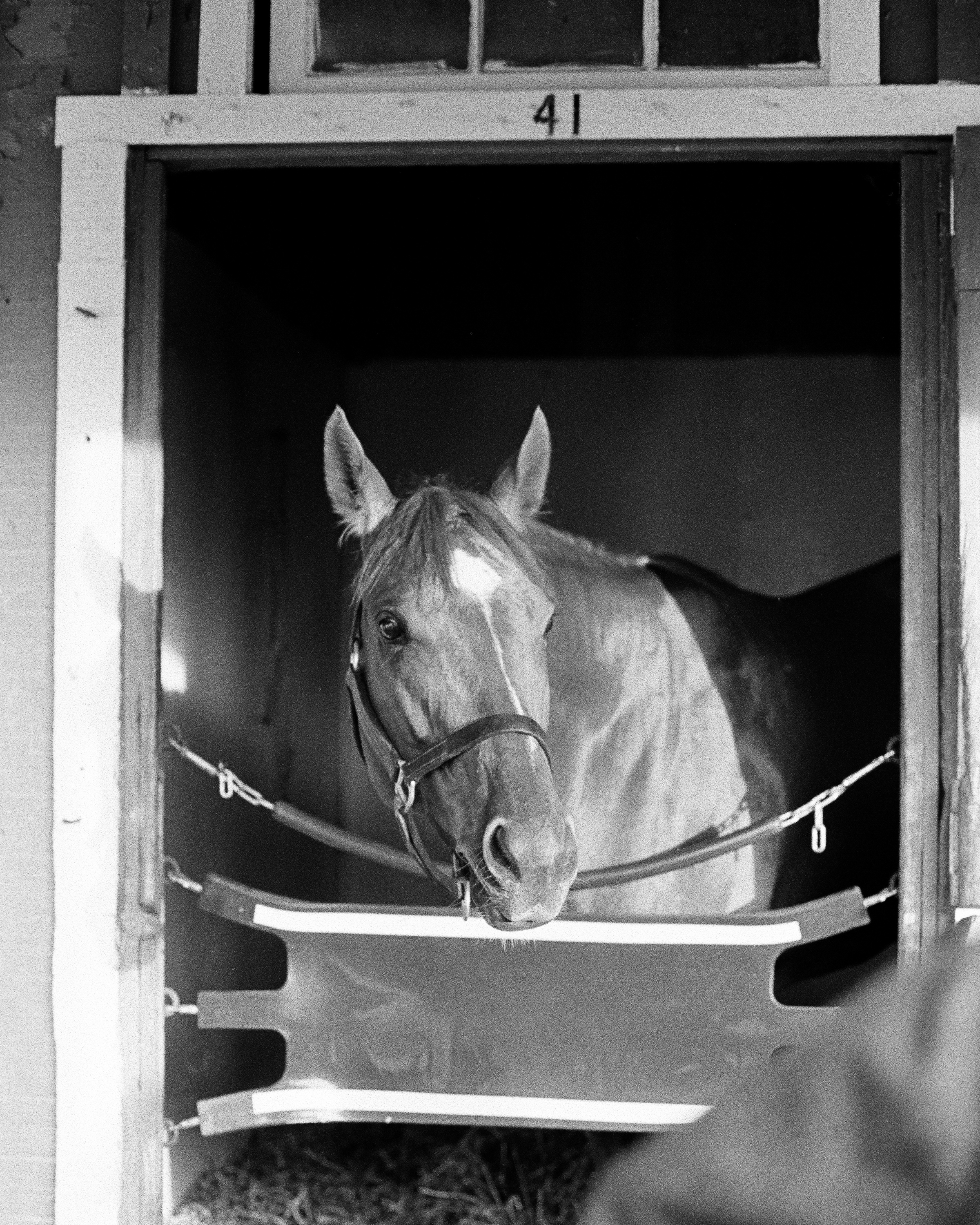 Secretariat at Belmont Park, 1973 (Raymond G. Woolfe, Jr./Thoroughbred Racing Collectibles)