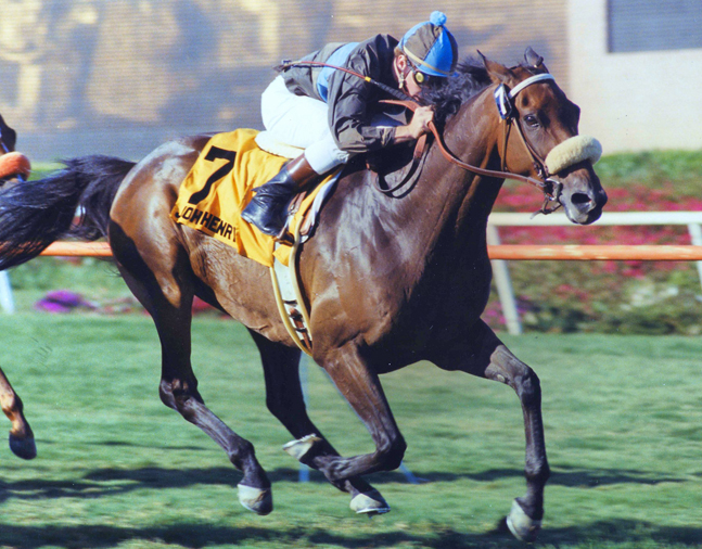 John Henry (Chris McCarron up) winning the 1984 Sunset Handicap at Hollywood Park (Hollywood Park Photo/Museum Collection)