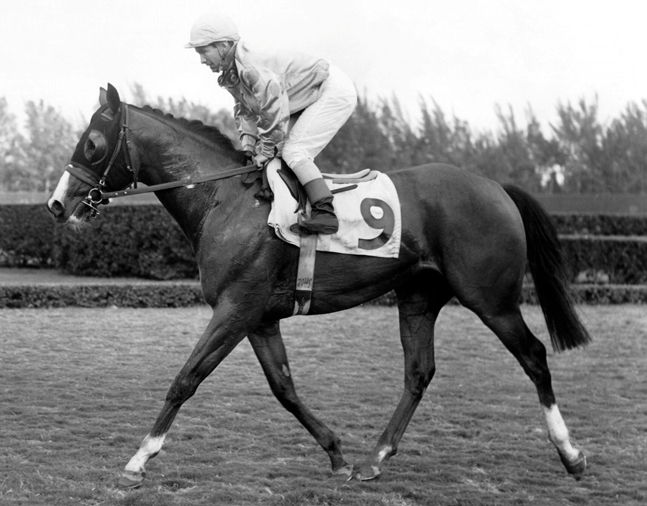 Northern Dancer (Bill Shoemaker up) after winning the 1964 Flamingo Stakes at Hialeah Park (Jim Raftery Turfotos/Museum Collection)