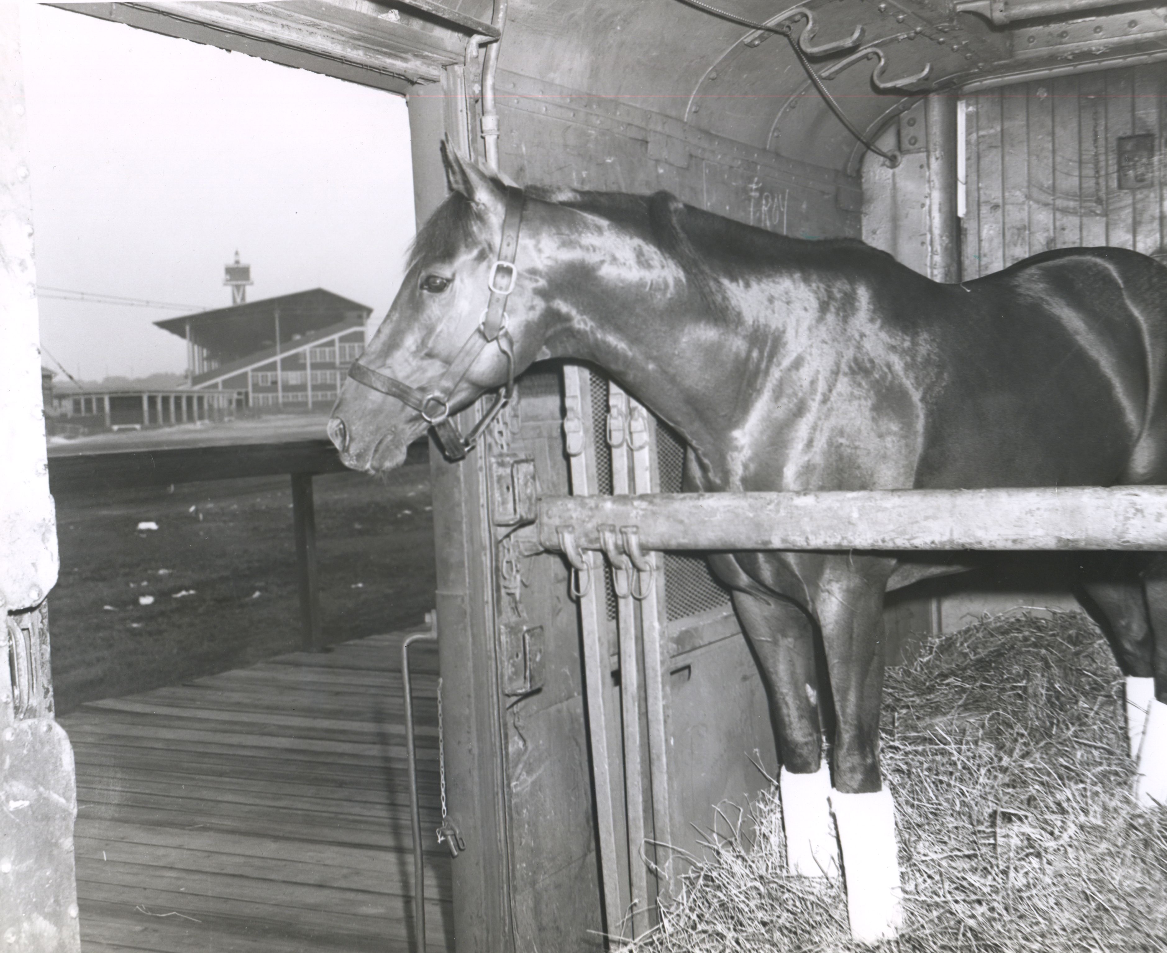 Whirlaway (Museum Collection)